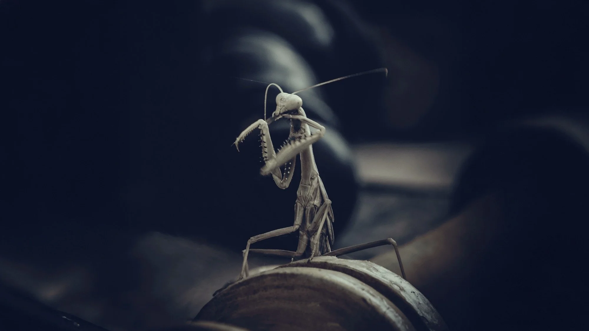 Close-up of a praying mantis on a dark surface, with a blurred dark background.