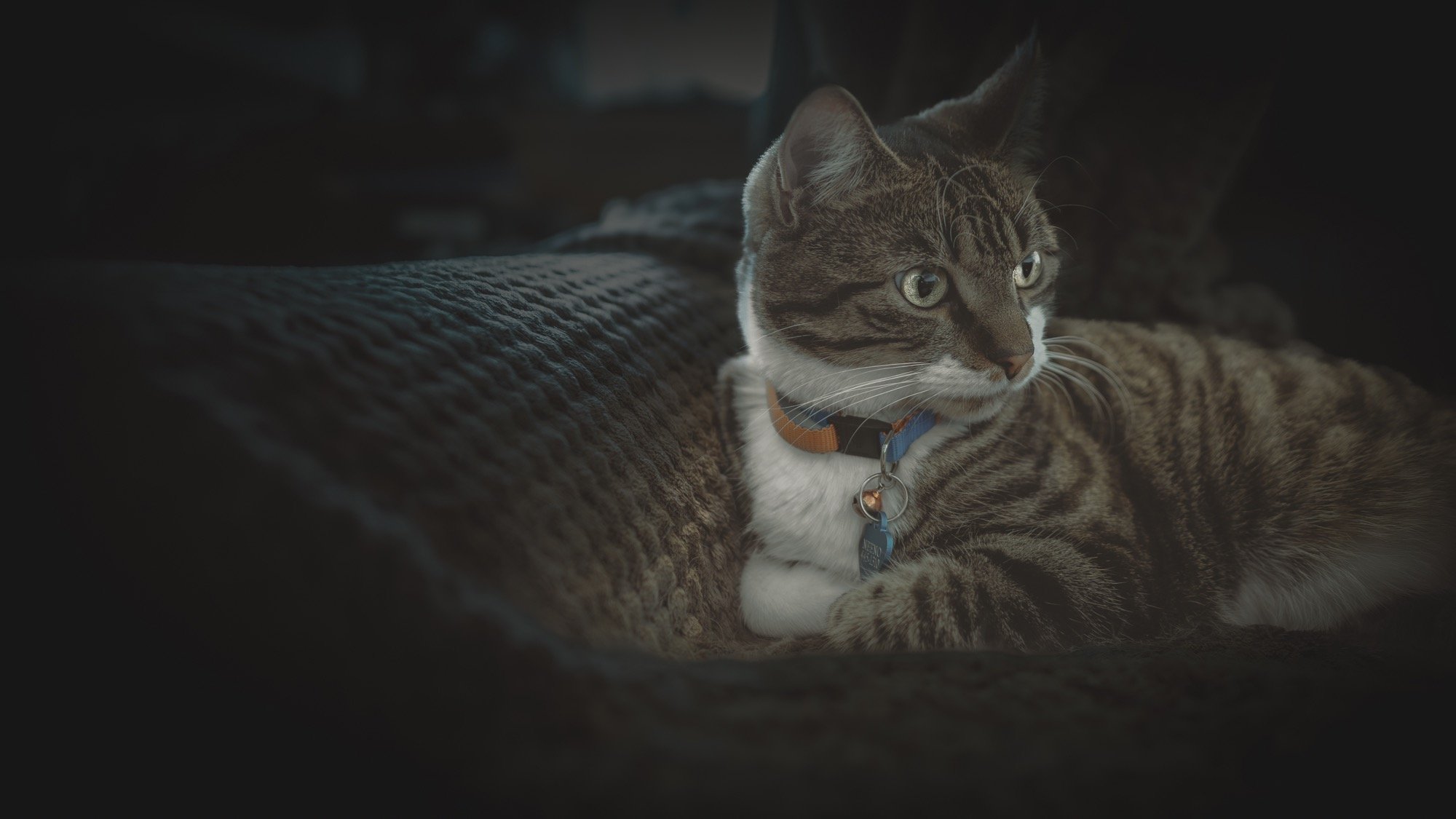 A tabby cat with green eyes lying on a cozy blanket, wearing a collar with tags, looking to the side.