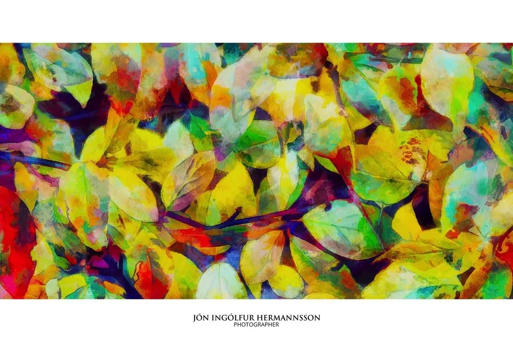 2018 Jon Hermannsson - autumn leaves 