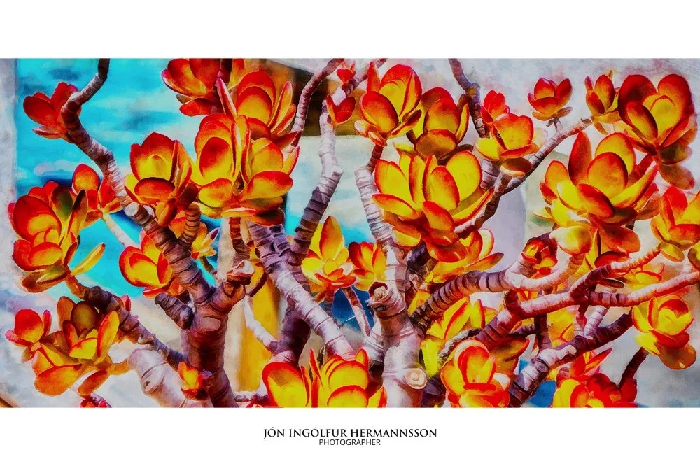 sized to 1000jon hermannsson image art cactus red-2.jpg