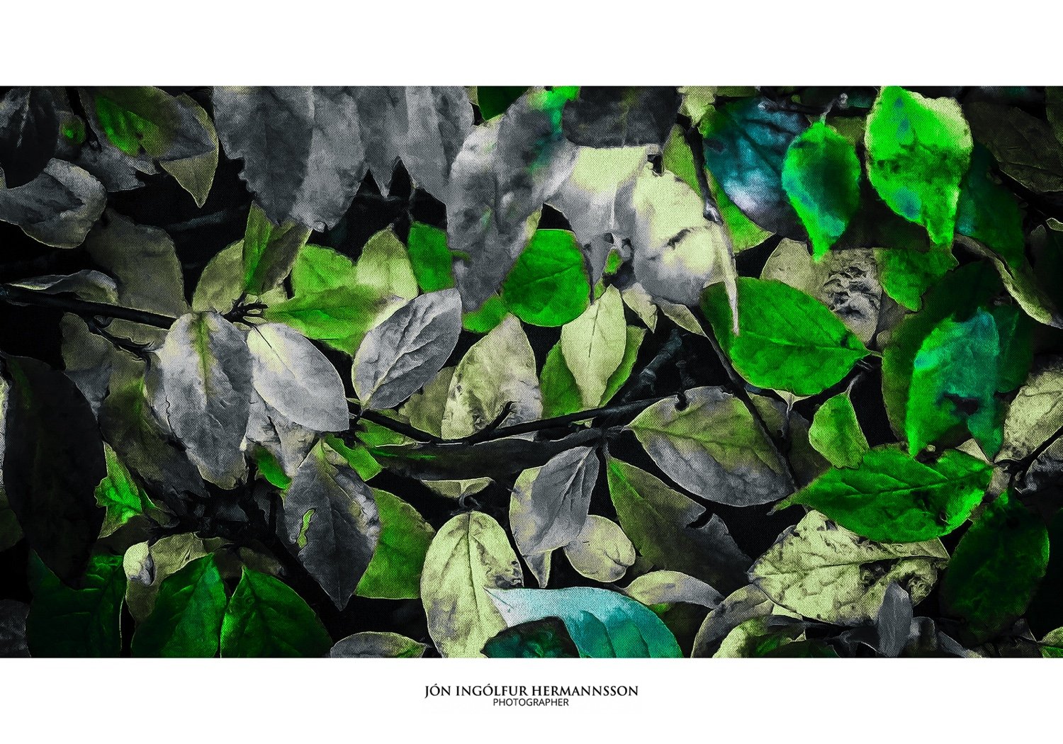 2018 Jon Hermannsson - autumn leaves 