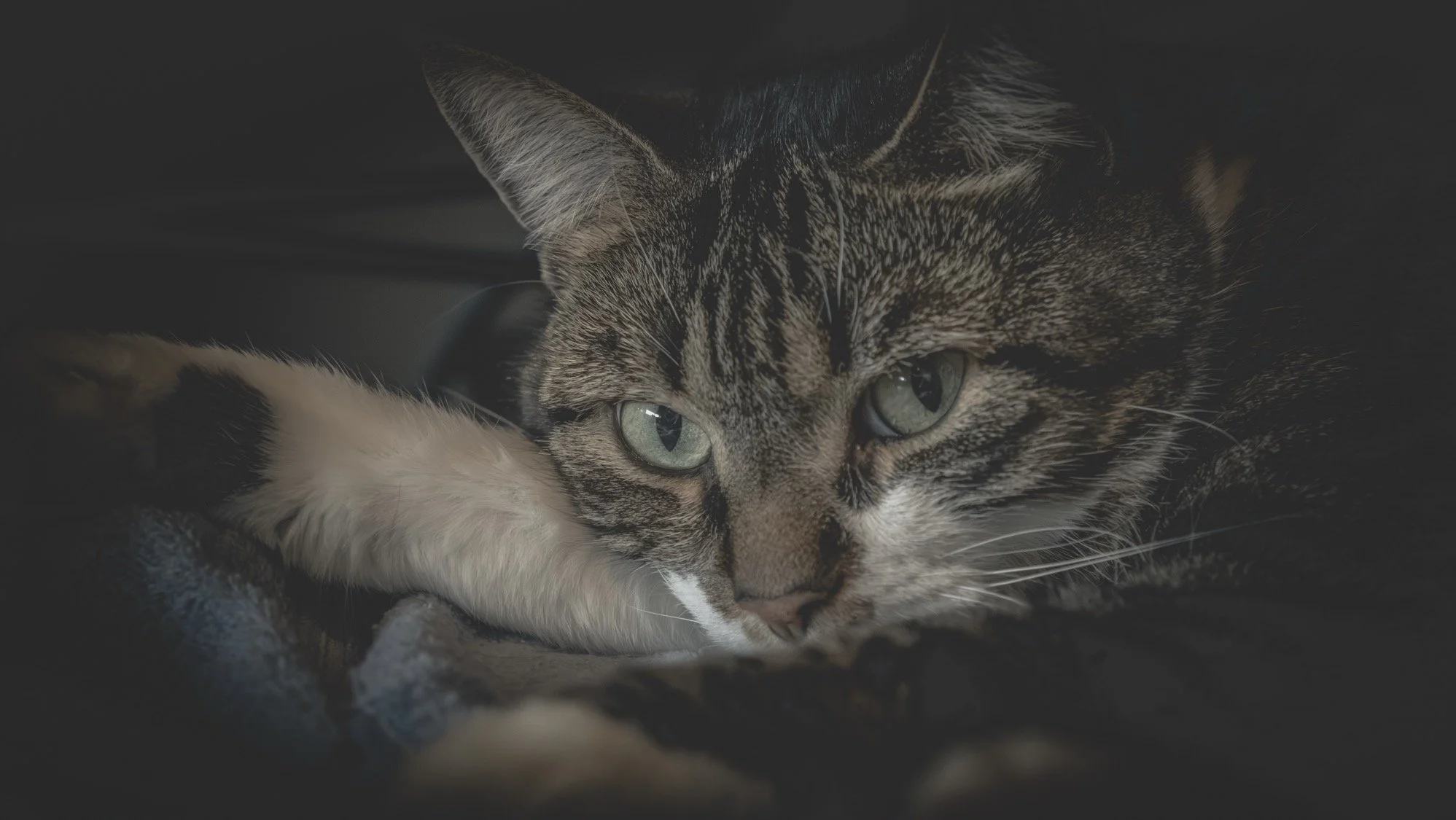 Close-up of a domestic short-haired tabby cat with green eyes resting on a soft surface, looking into the distance.