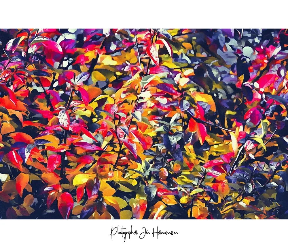2018 Jon Hermannsson - autumn leaves 