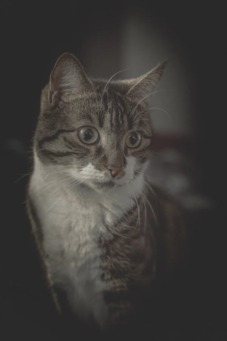 A close-up of a tabby cat with large green eyes, staring intently to the side against a dark background.