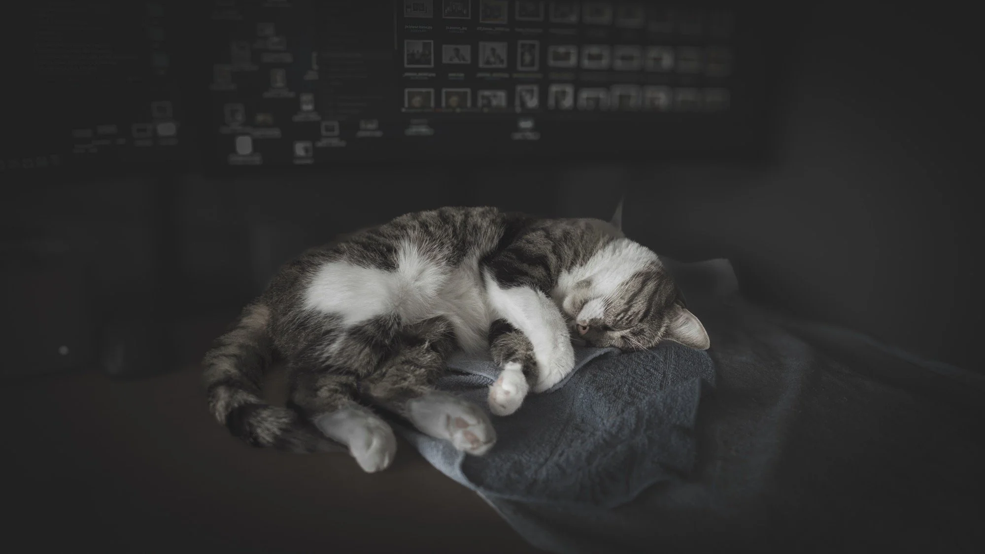  _A731118-2 Muted -3-2.jpg