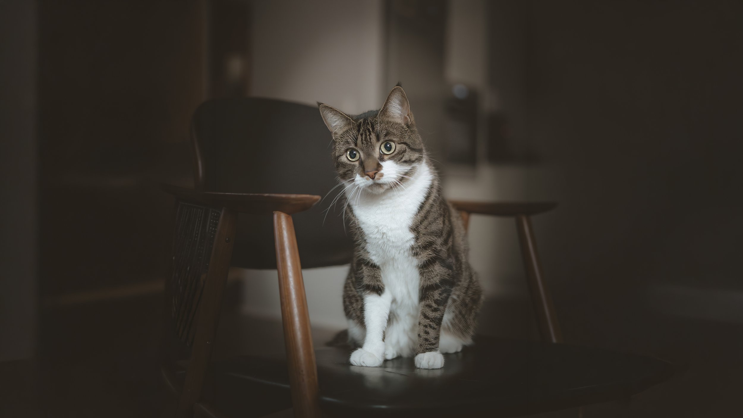 A tabby cat with white paws and chest walking through a room, with a dark background and a wooden chair.