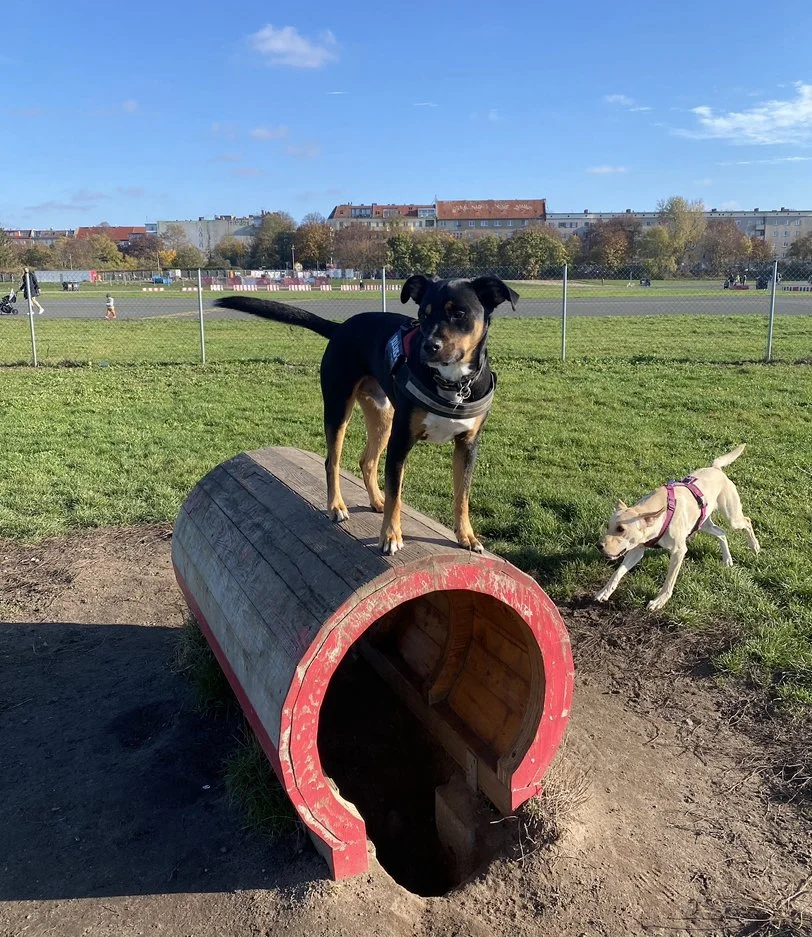 tempelhofer feld.jpg