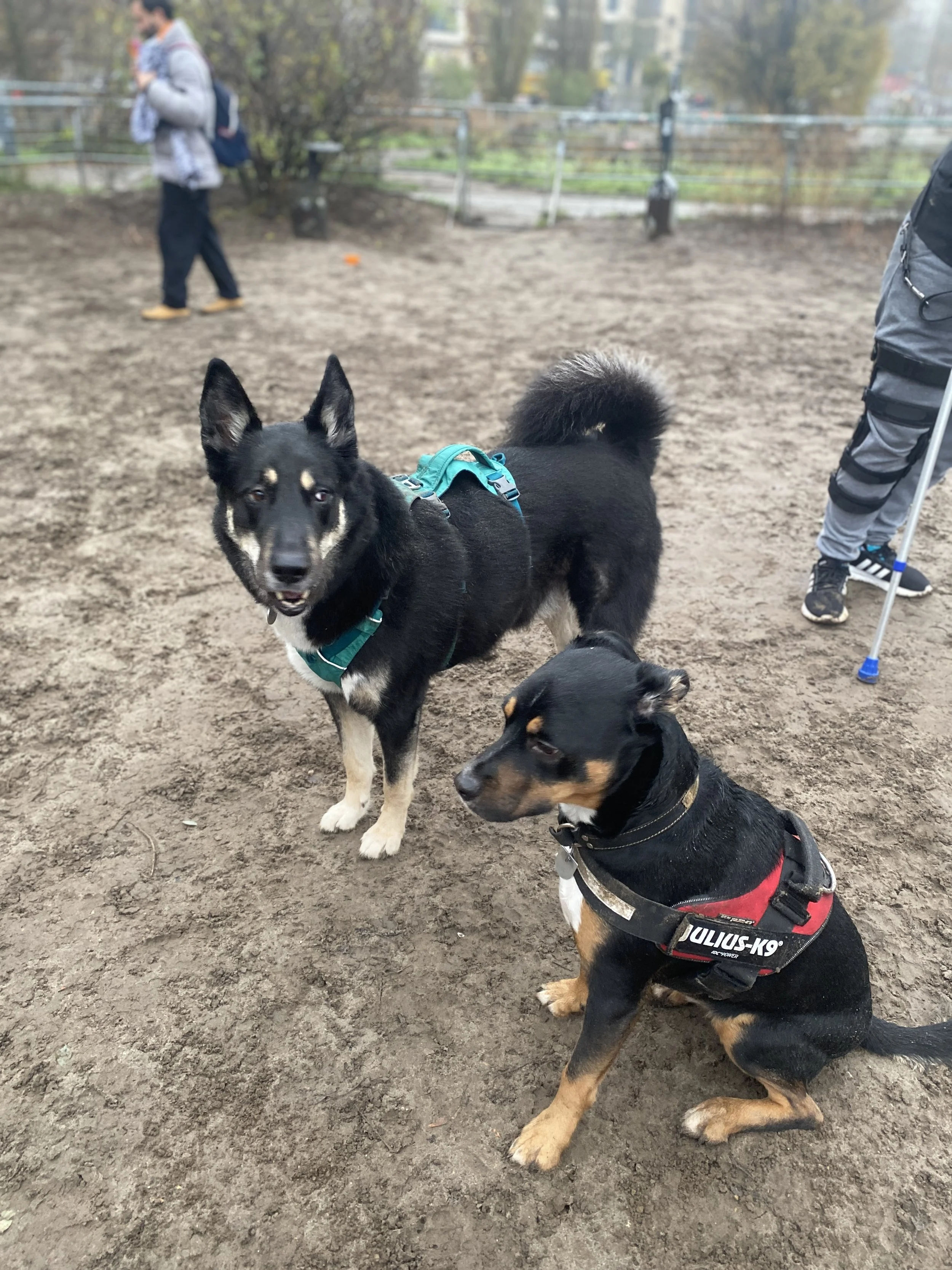 mauer park loki freddy .jpg