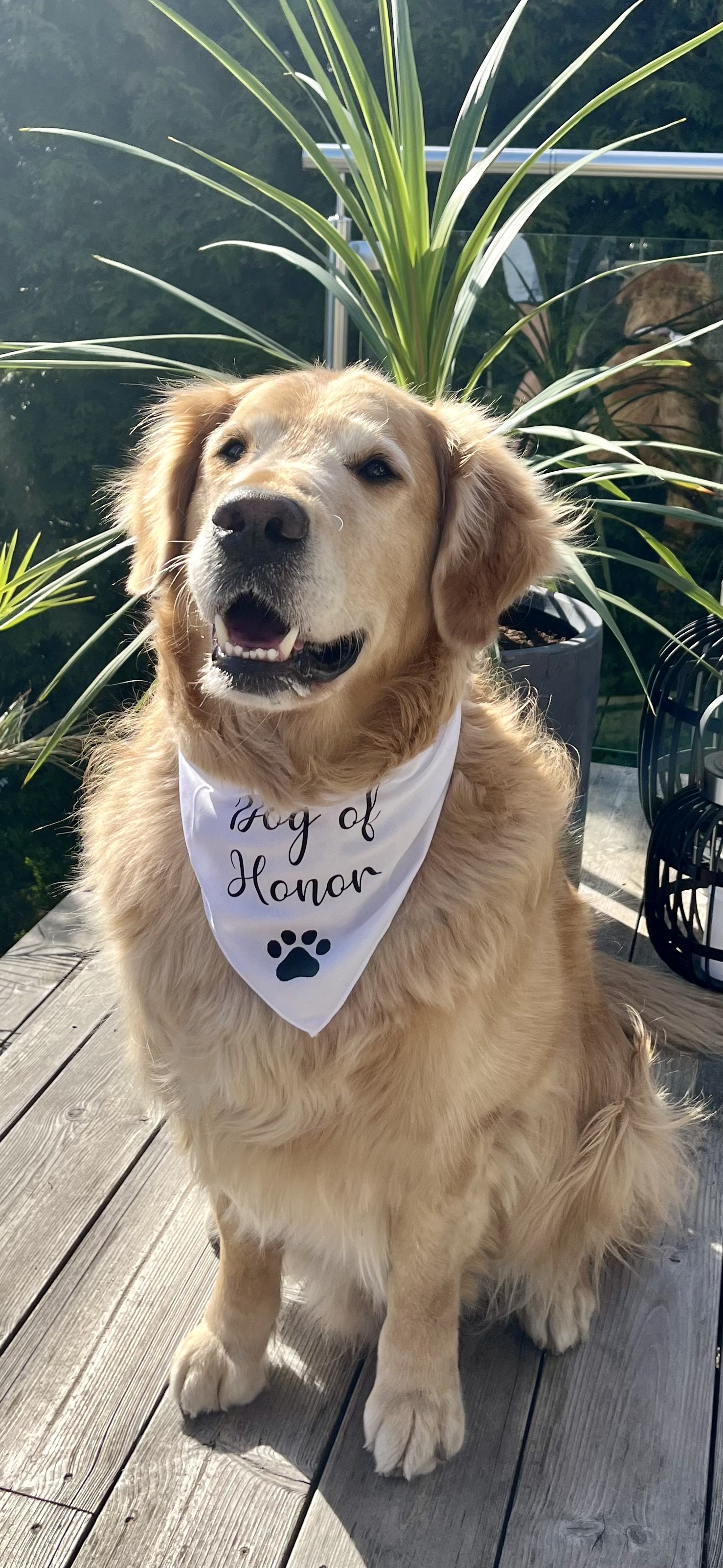 Dog of honor -.jpg