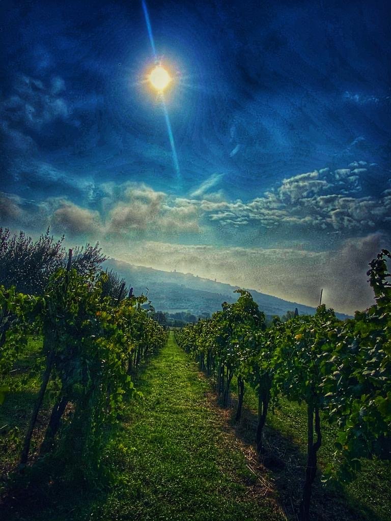 Toscana bryllup vinranker.JPG