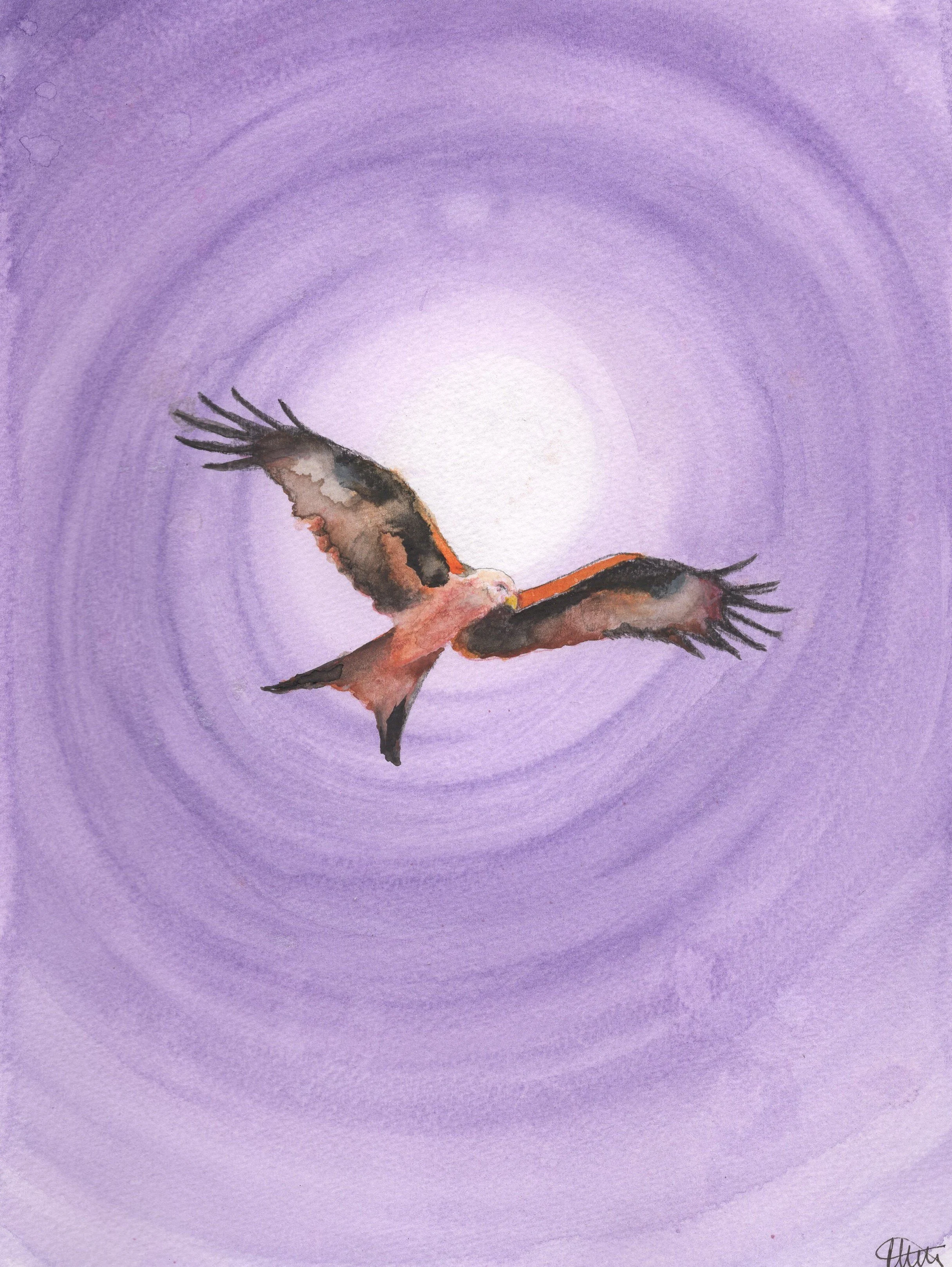RED KITE.jpg