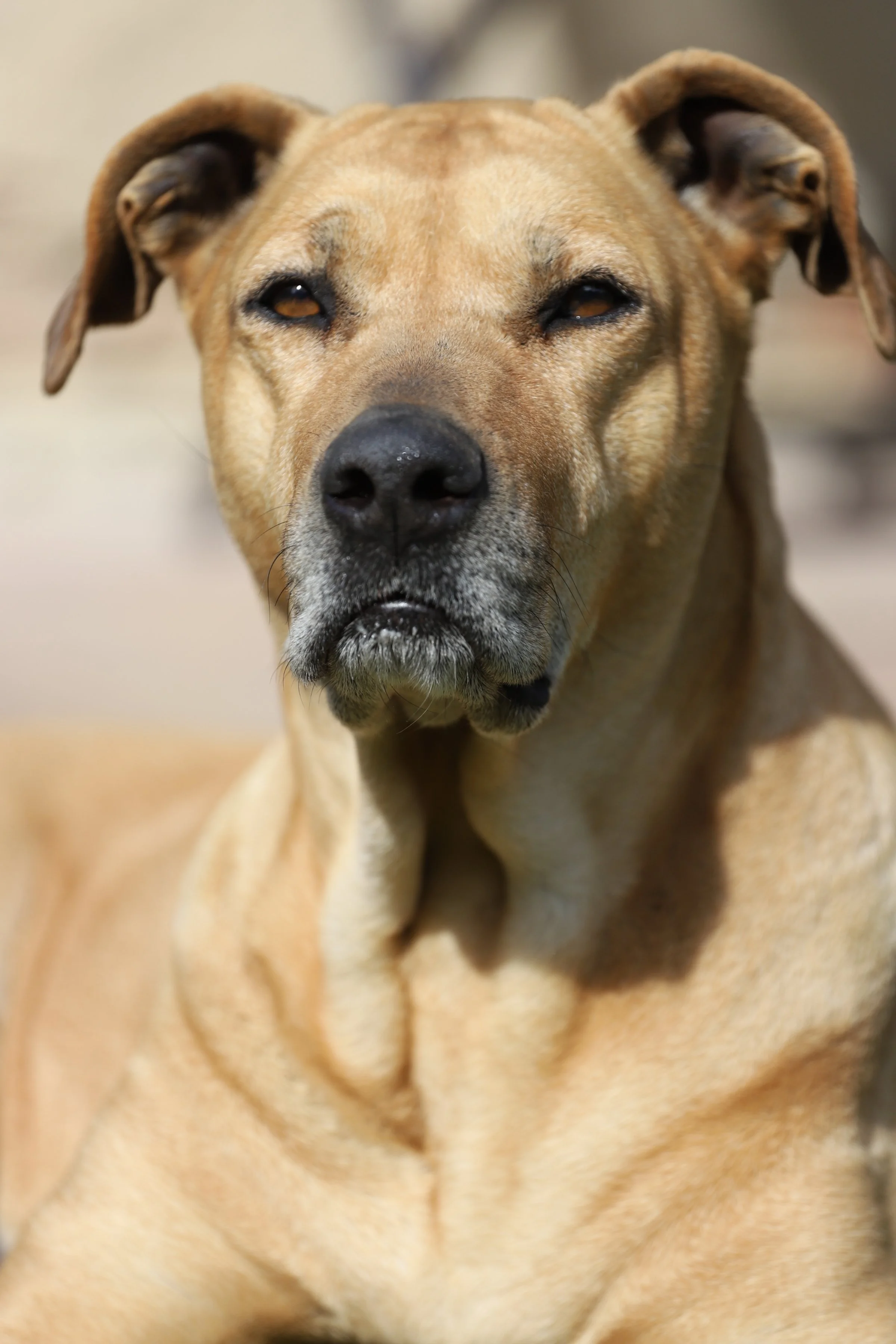 dvakrat1 - kopie.JPG