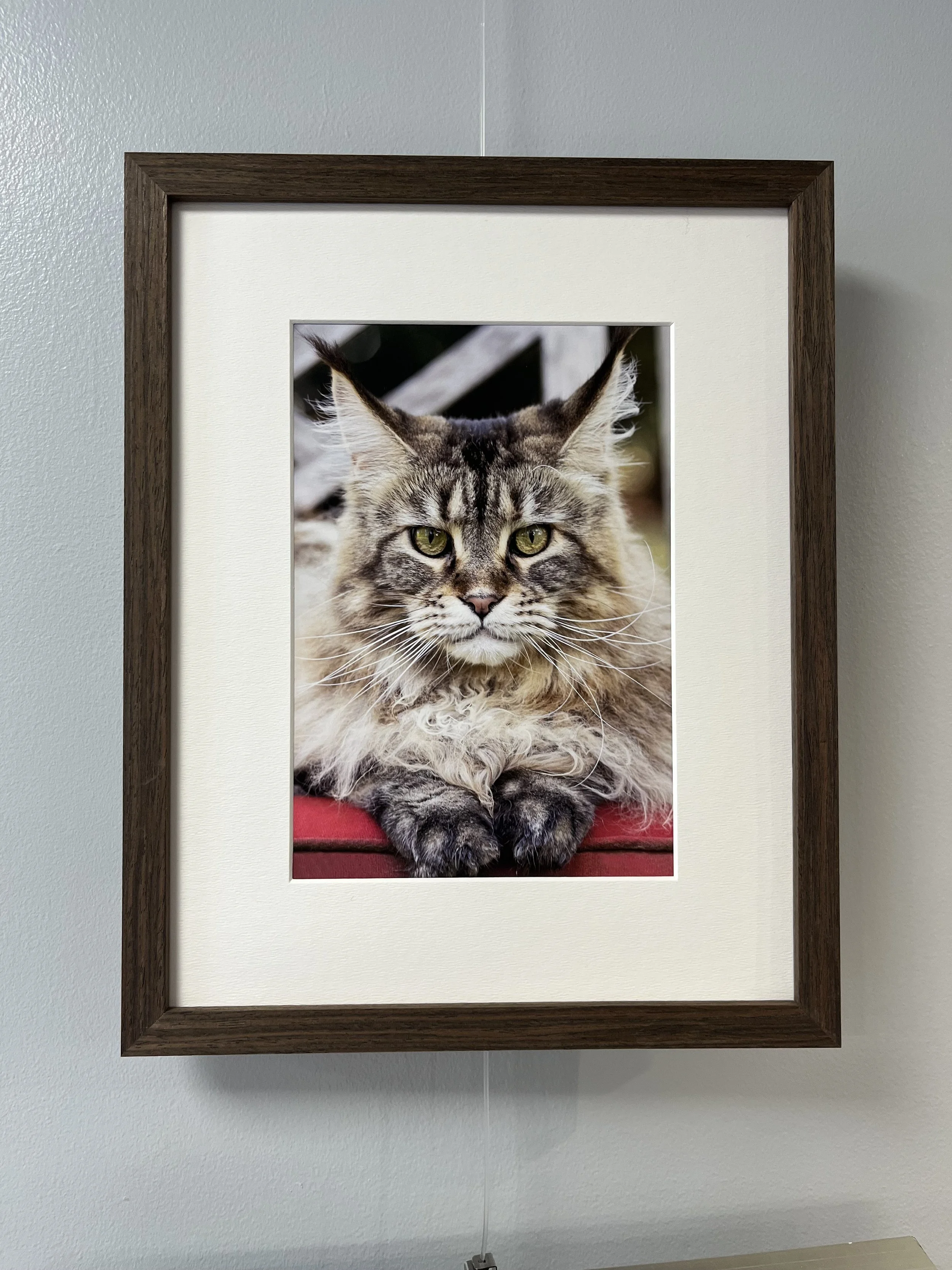 Blue Chicken - Photography by Paperkite