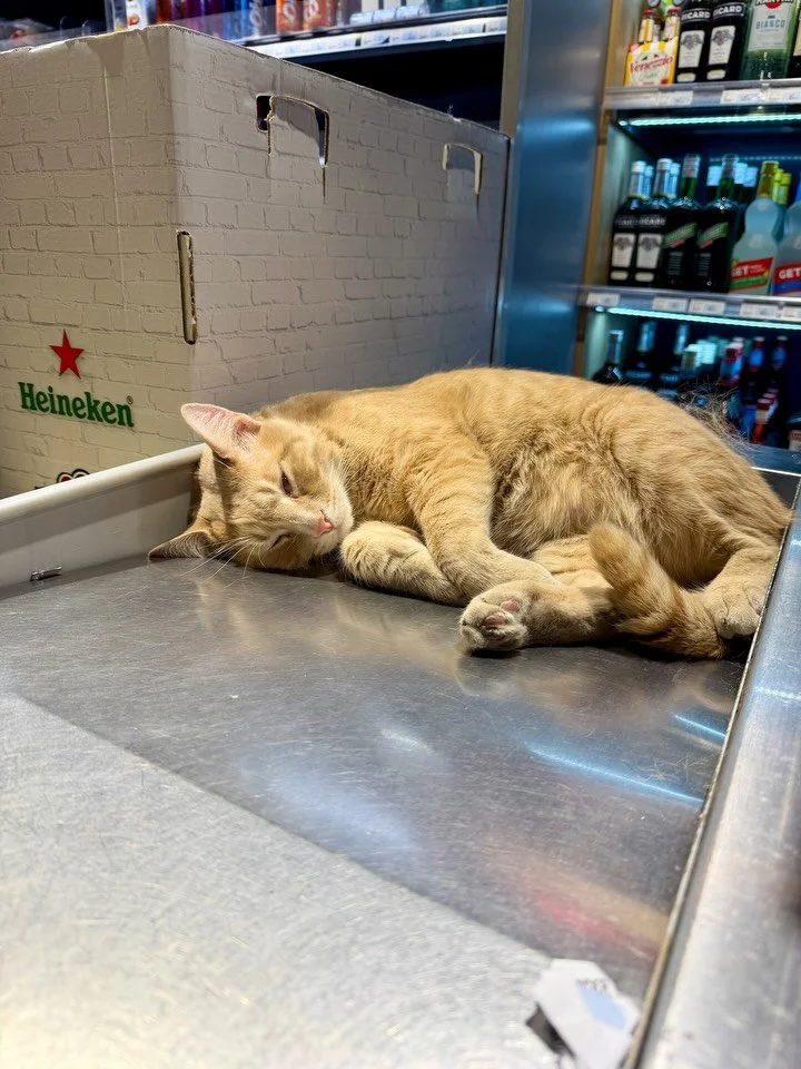 Happy International Cat Day, celebrating all felines, but one in particular. Meet Rocky, manager of a tiny convenience store in Paris 🇫🇷
Some of you might know about my recent struggles with RA, and travelling with new meds which need to be kept co