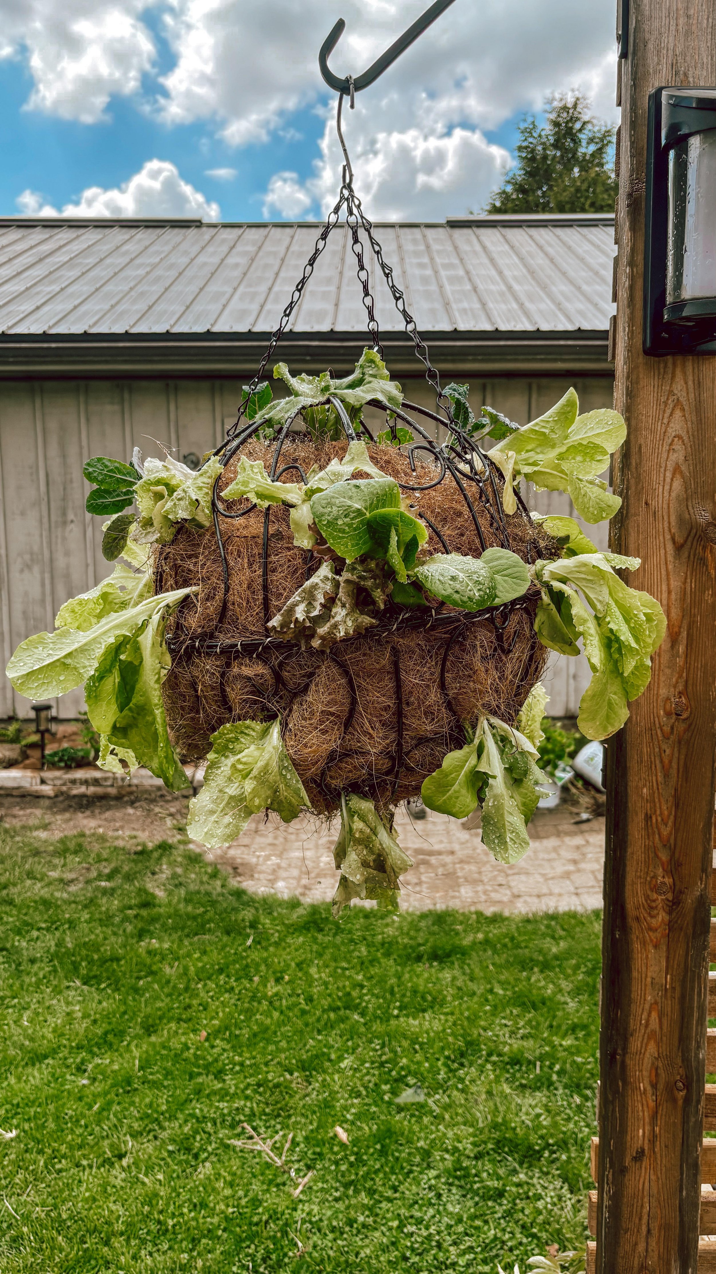 Let’s make a lettuce globe using things I already had on hand!
I had these two baskets left over from last year, and while the fiber liner was looking a little ROUGH, I didn’t want to spend any money replacing it—so I made it work