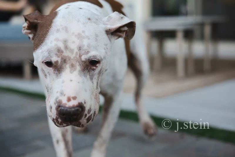 Portraits (all species)