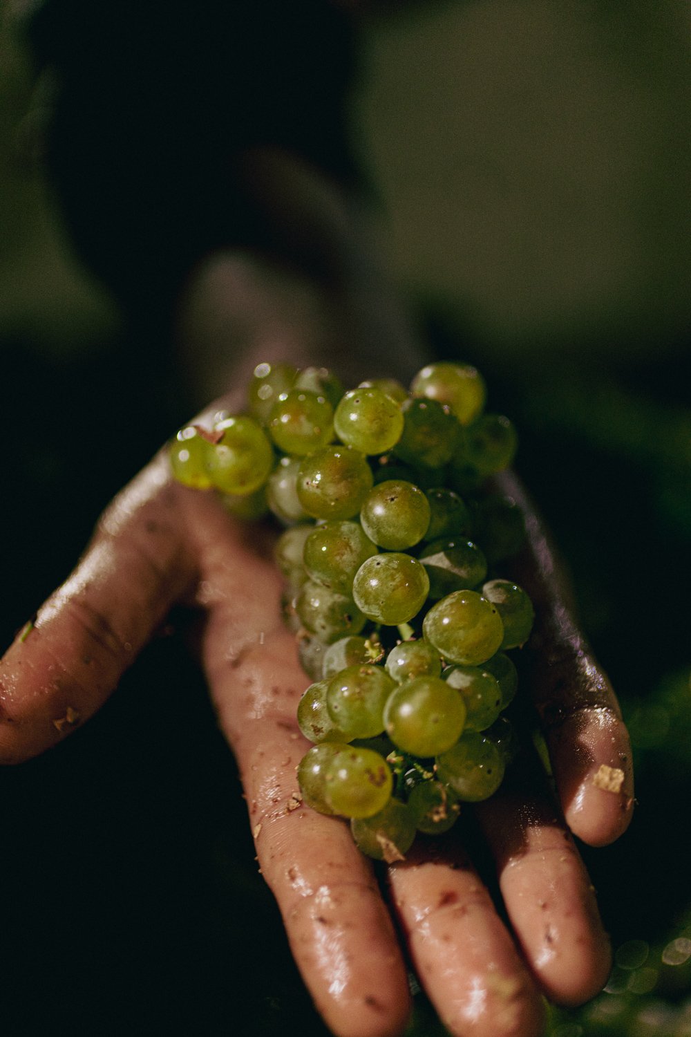 2022-Harvest-Chard-8927.jpg