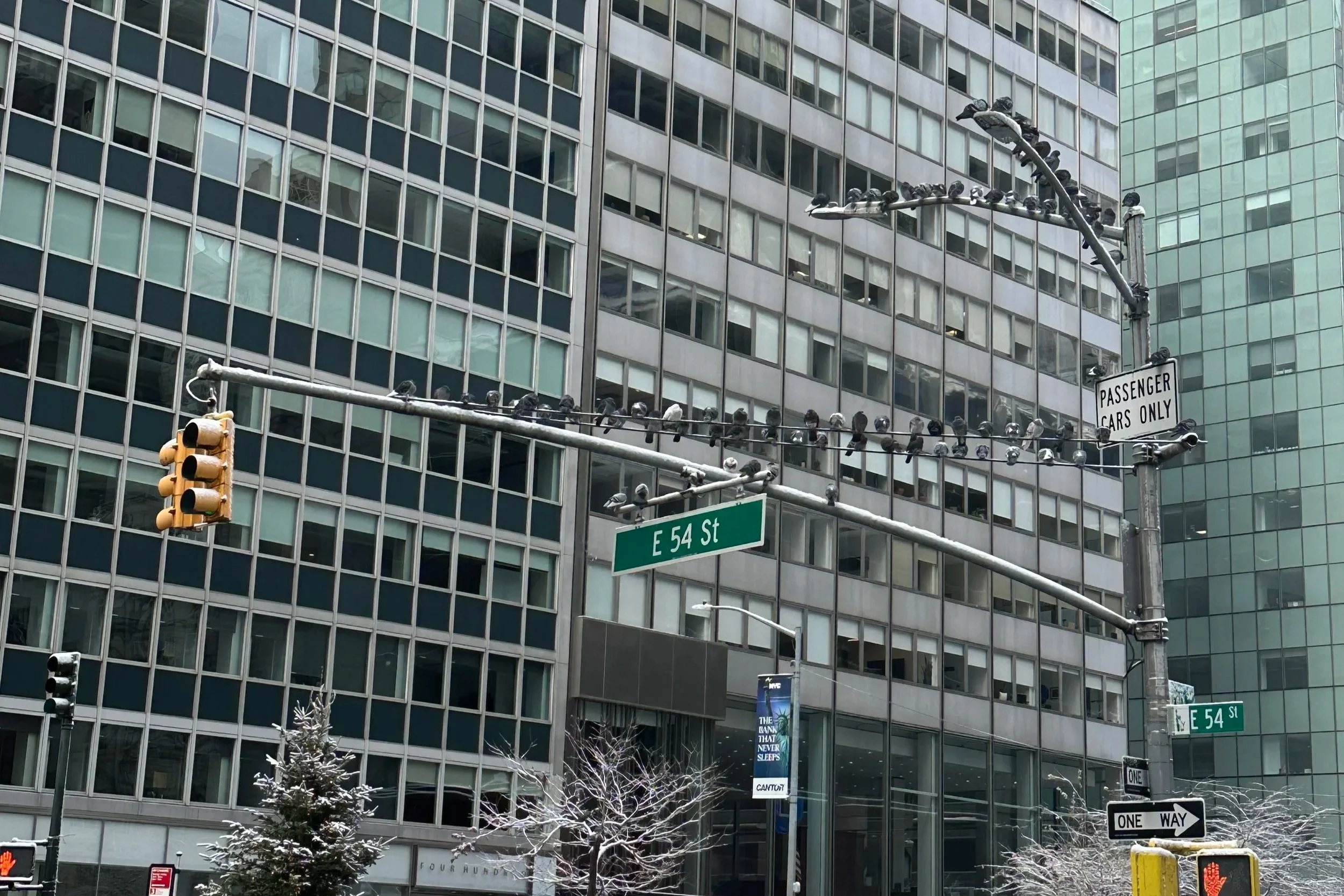 A History of Pigeons in New York City