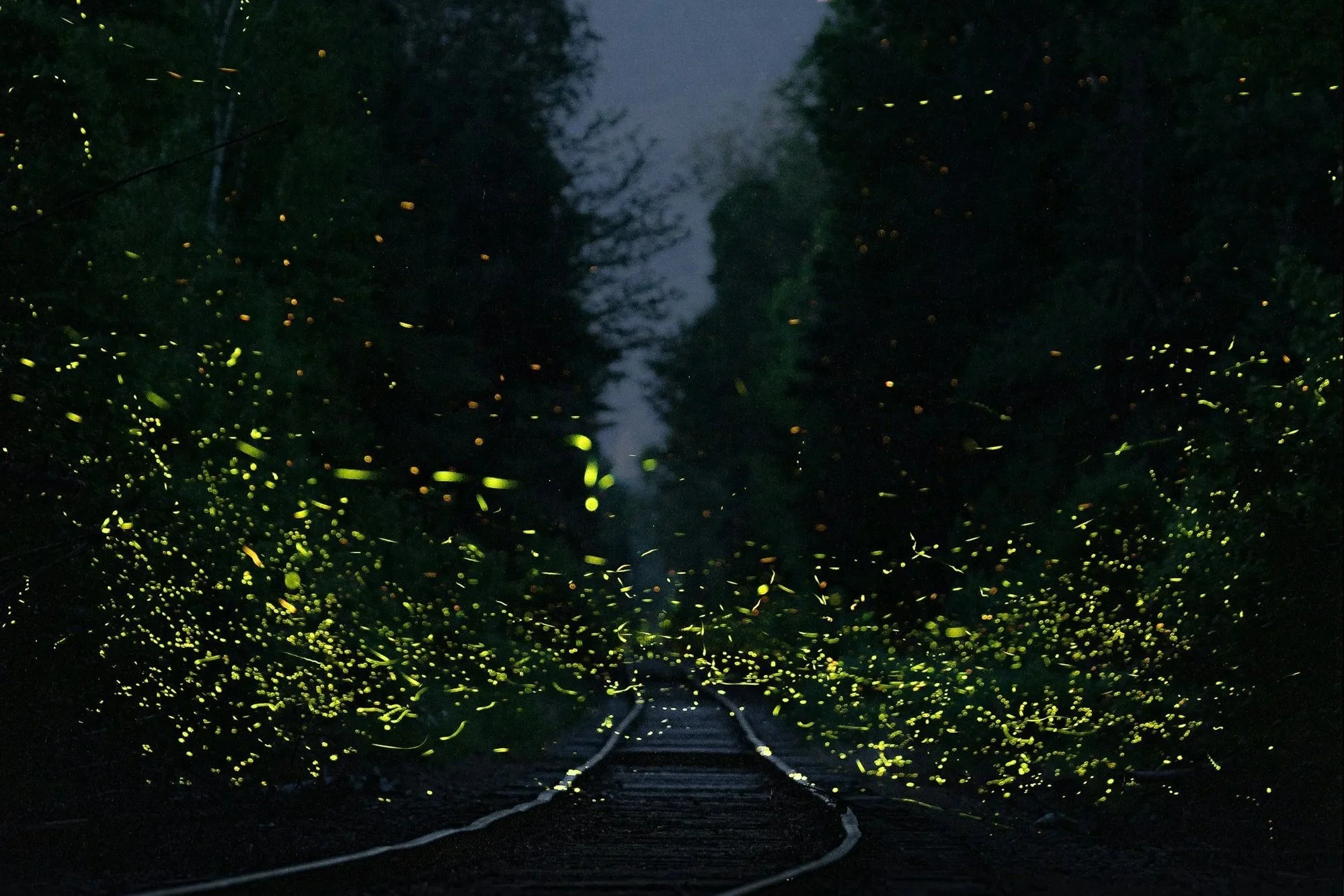 Why Fireflies Are Lighting Up NYC This Summer Like Never Before