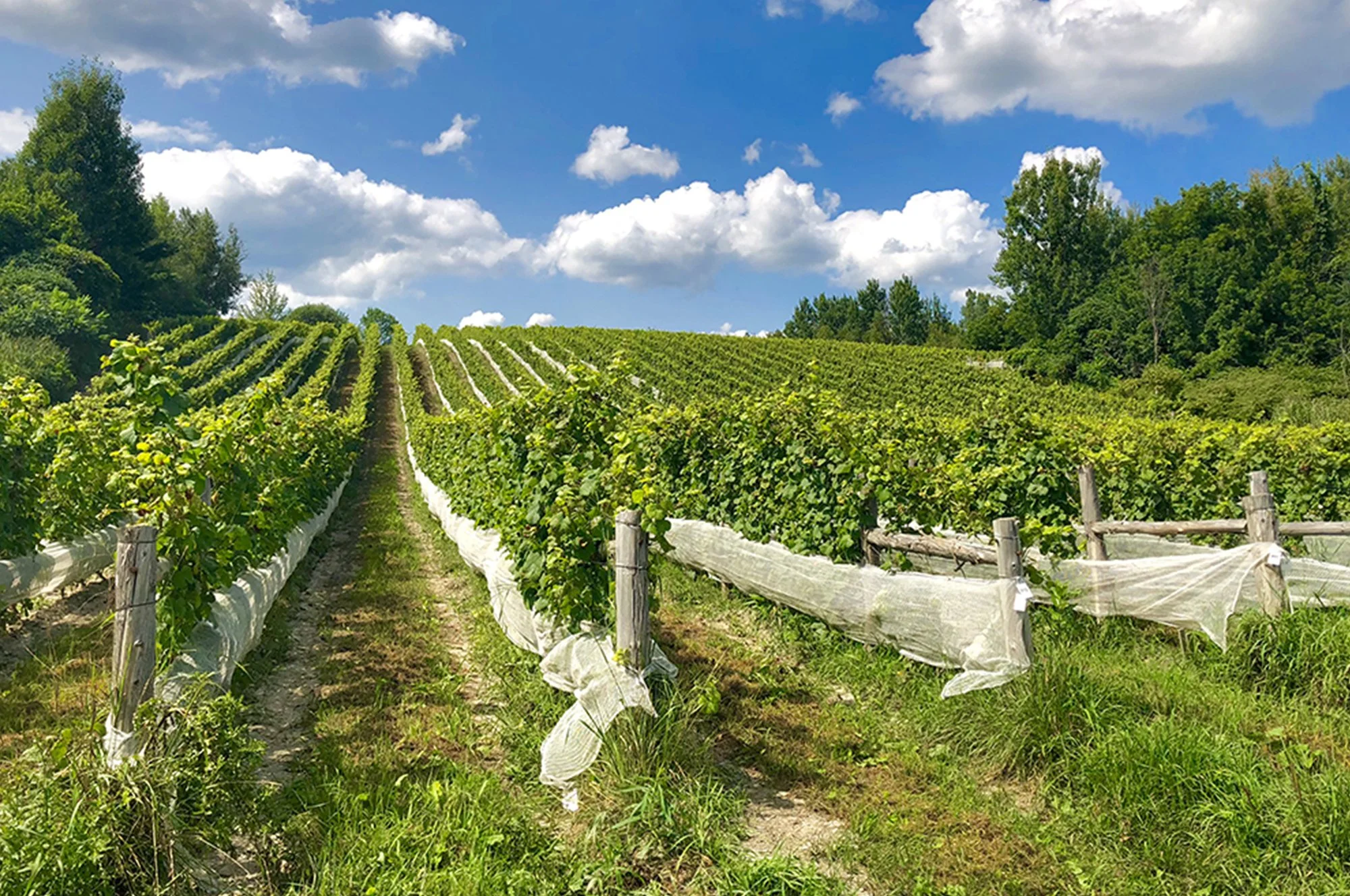 Vignoble avec rangées de vignes verdoyantes sous un ciel bleu avec des nuages blancs, entouré d'arbres