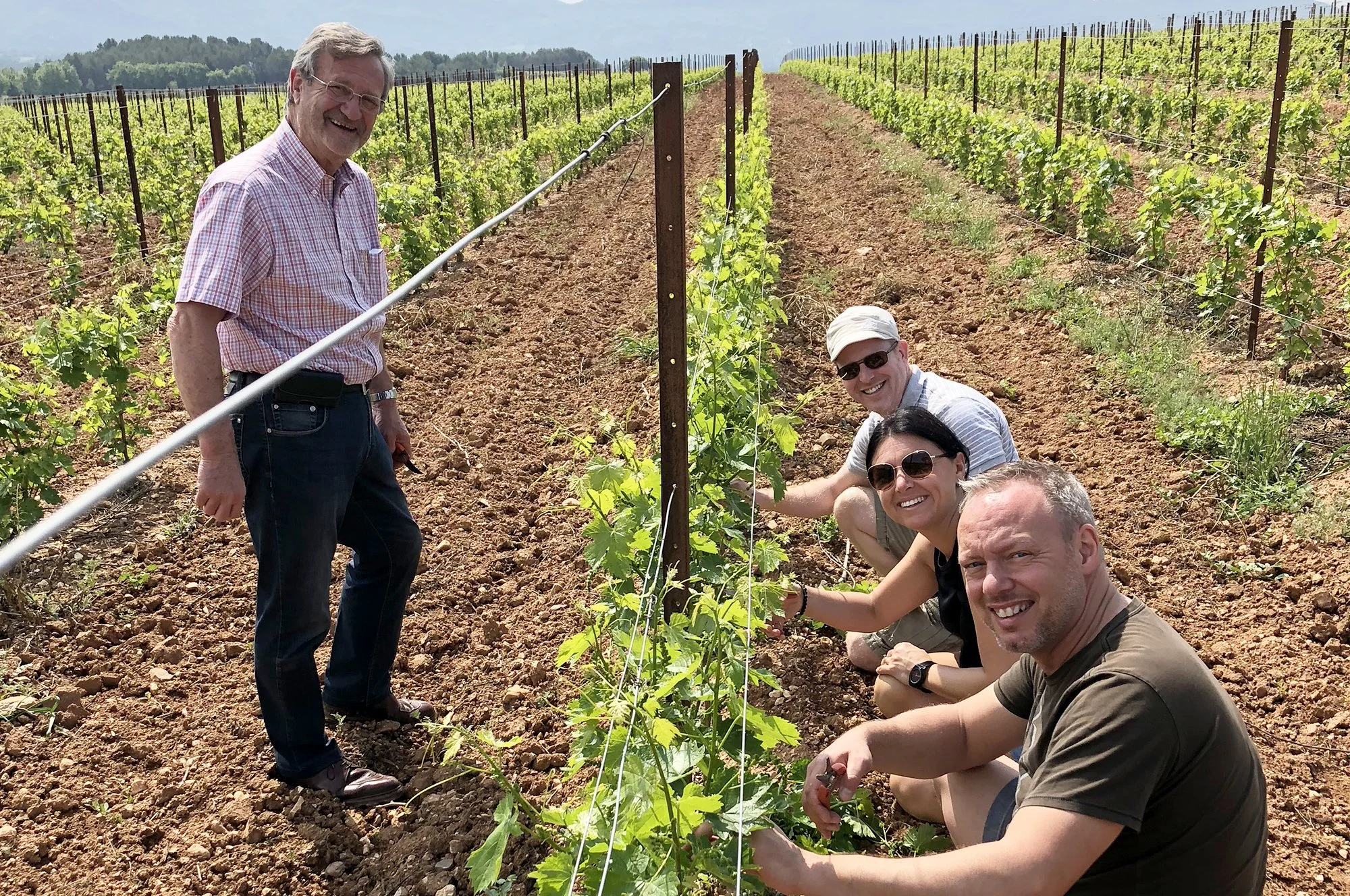 Groupe de quatre personnes dans un vignoble en train de cultiver des vignes, souriant et profitant d'une journée ensoleillée.