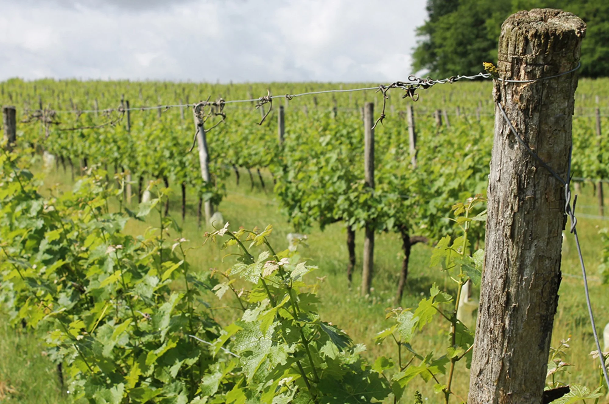 Vignoble avec des rangées de vignes soutenues par des fils de fer, en plein soleil, avec un ciel partiellement nuageux.