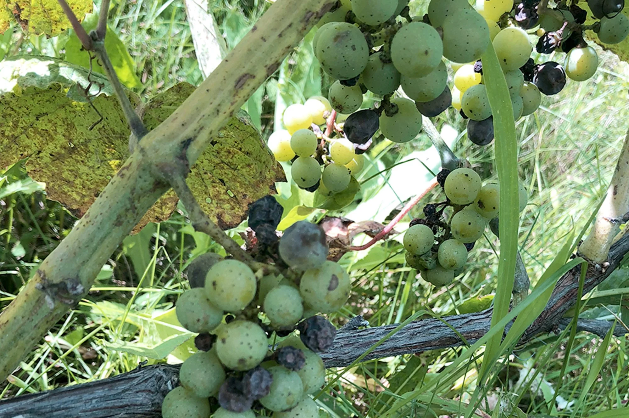 Raisinier avec des grappes de raisin vert, certaines mûres et d'autres pourries, entouré de feuilles vertes et de branches dans la nature.