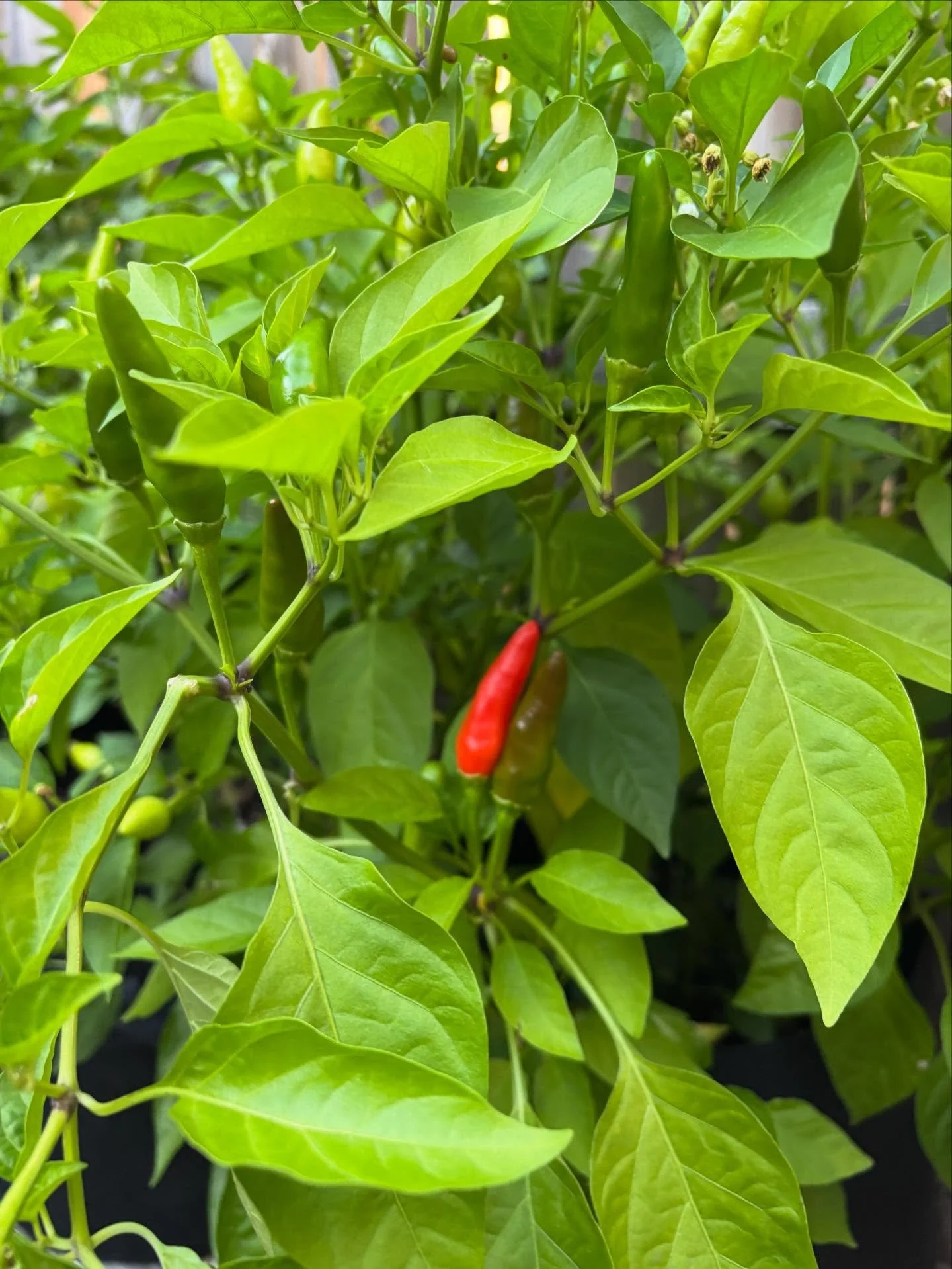 The matchbox peppers are finally turning red. I wasn&rsquo;t sure they were gonna make it this season since I started the seedlings about eight weeks late. But once these babies are fully mature, we&rsquo;re going to have some really good hot peppers