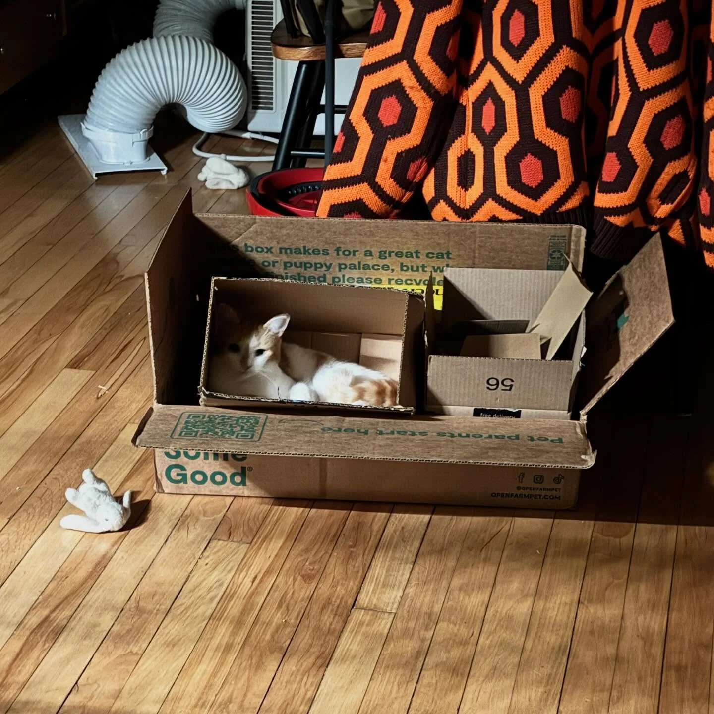 Always watching&hellip; ignore the mess in my dining room though. @openfarmpet boxes make the best palace foundations.