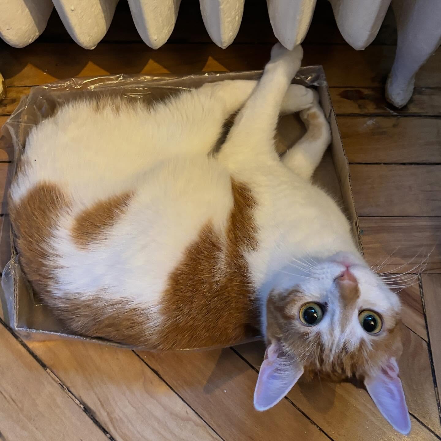 Warmest spot in the house.