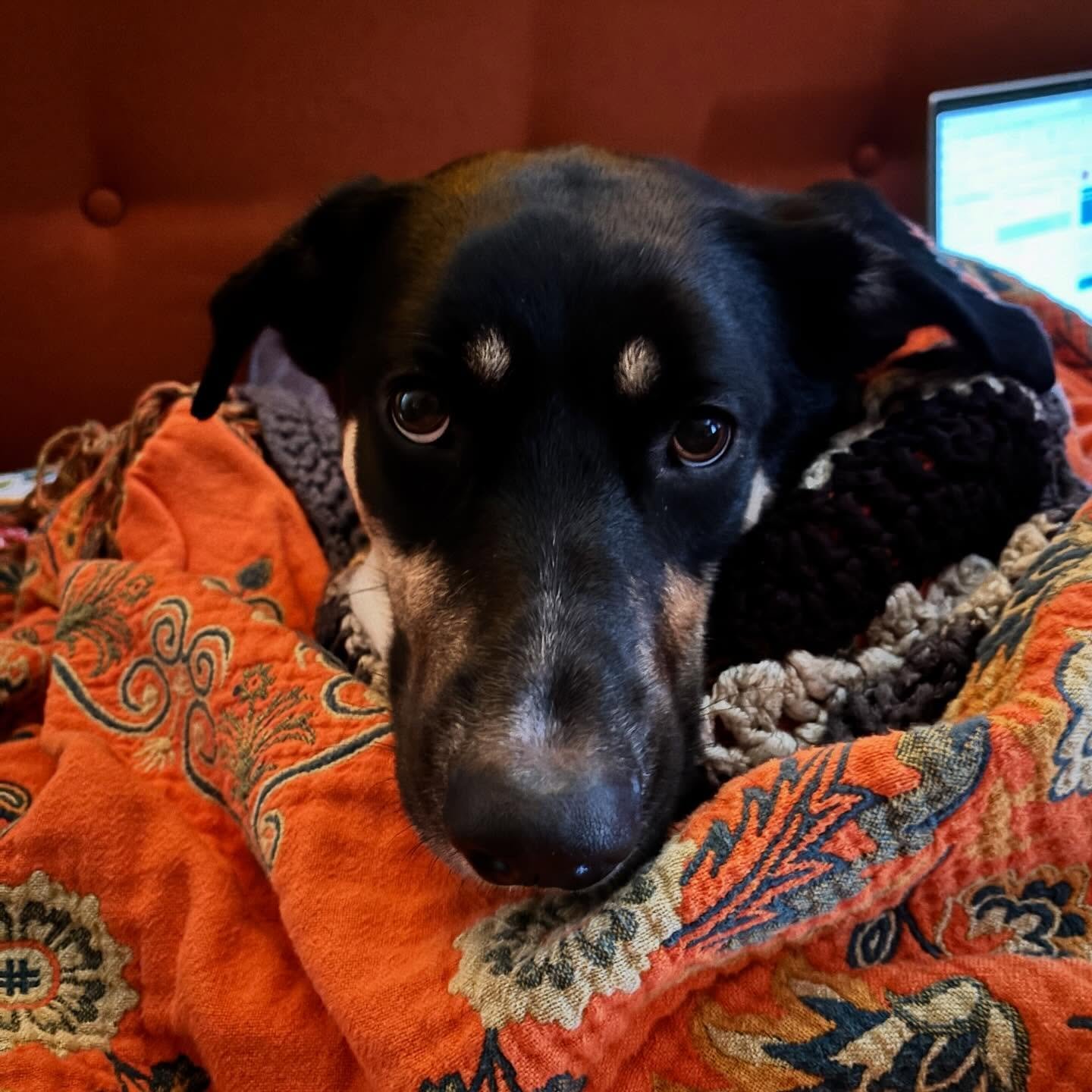 Oh, to be snug as a bug in a rug on a blustery snowy day. I&rsquo;m glad someone is tucked in and warm while mommy has to go to work to pay for her comfortable lifestyle.