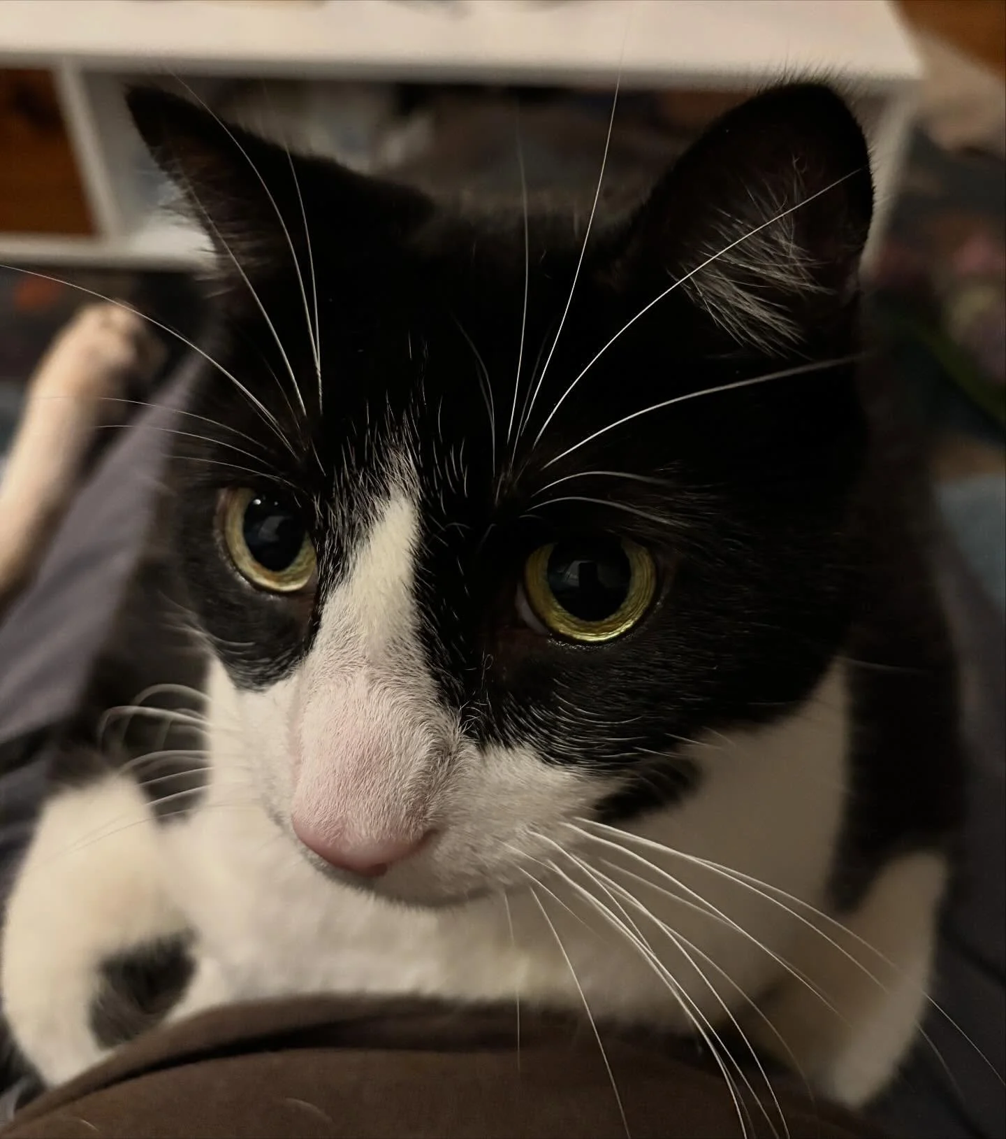 Happy seventh birthday to my third born son. Jean-Michel Basquiat Babycat.