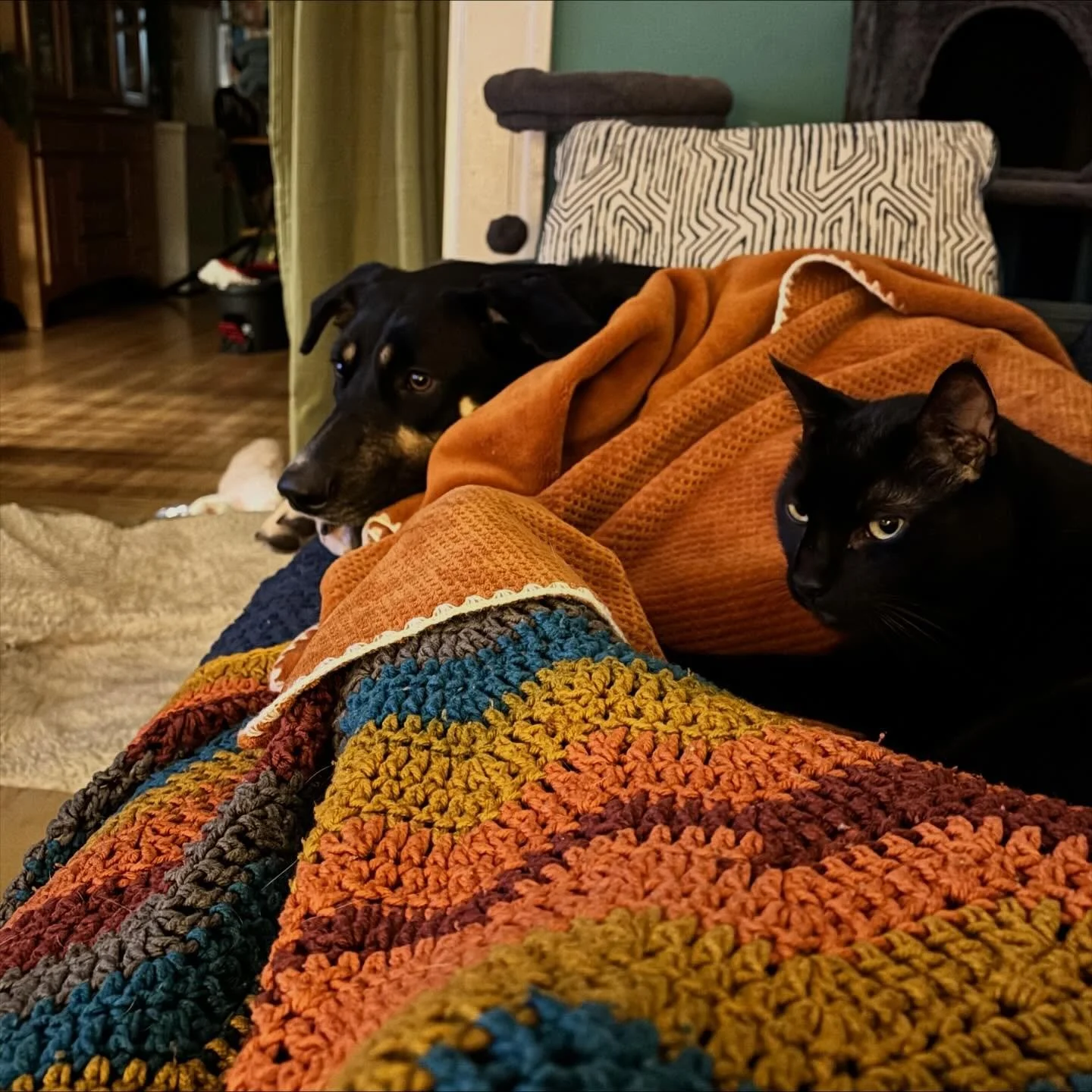A saga. There was tenuous peace. Jiji snuggling Zaphod. Then Jiji gets big mad. Cheese joins the cuddle party and is  really pushing the &ldquo;I&rsquo;m not touching you&rdquo; limit.