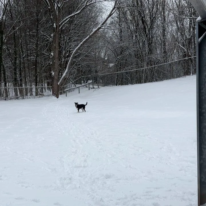 This dog LOVES snow. ❤️