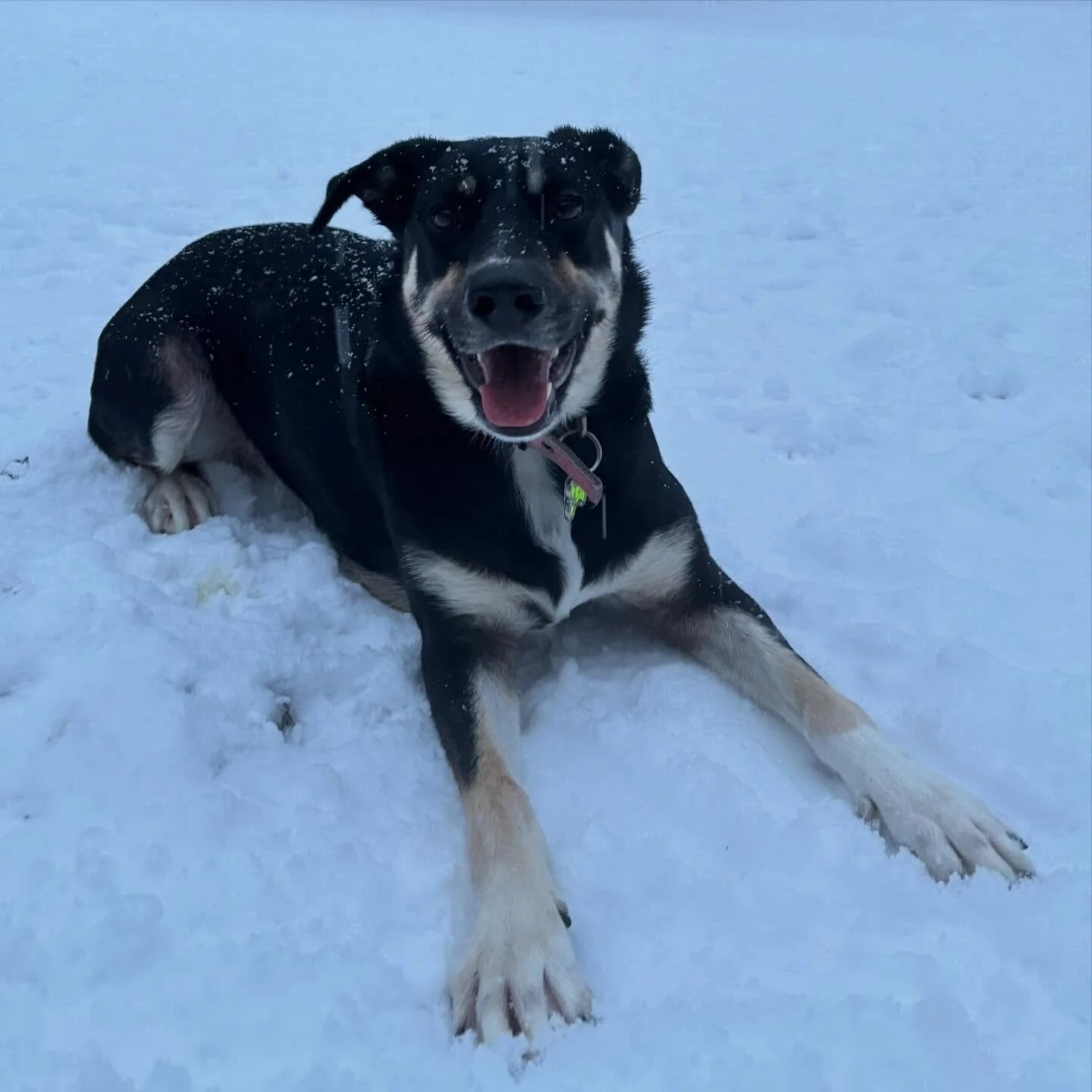 Someone is very happy that it&rsquo;s snowing today