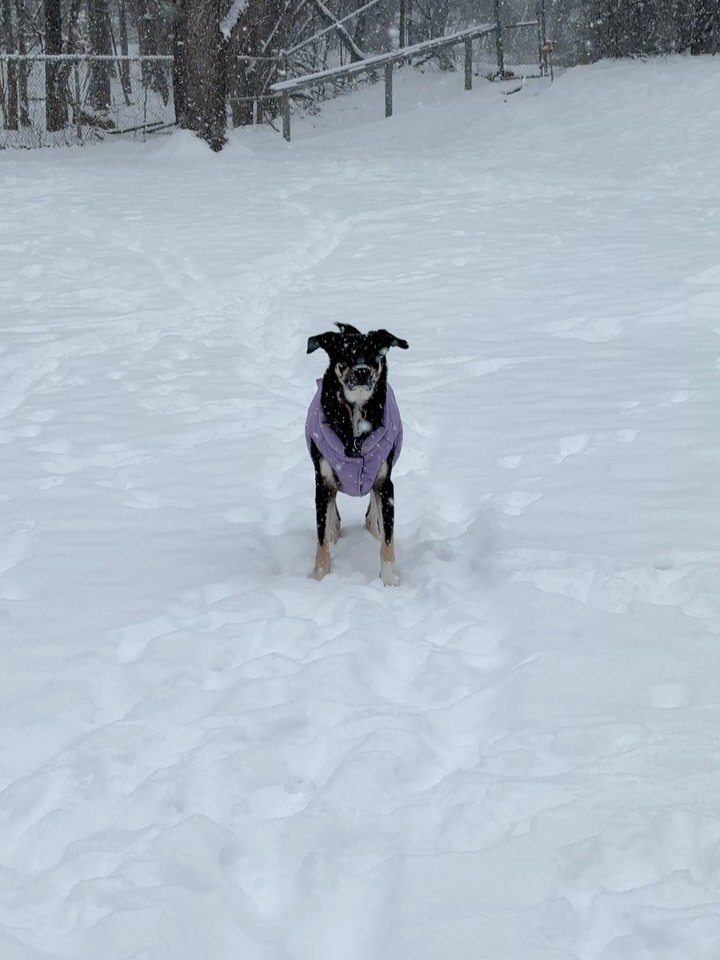 20 minutes and we called it quits. Not because she wanted to, but I want to protect her little toes. Well go back out later when it&rsquo;s deeper so she can lose her mind.