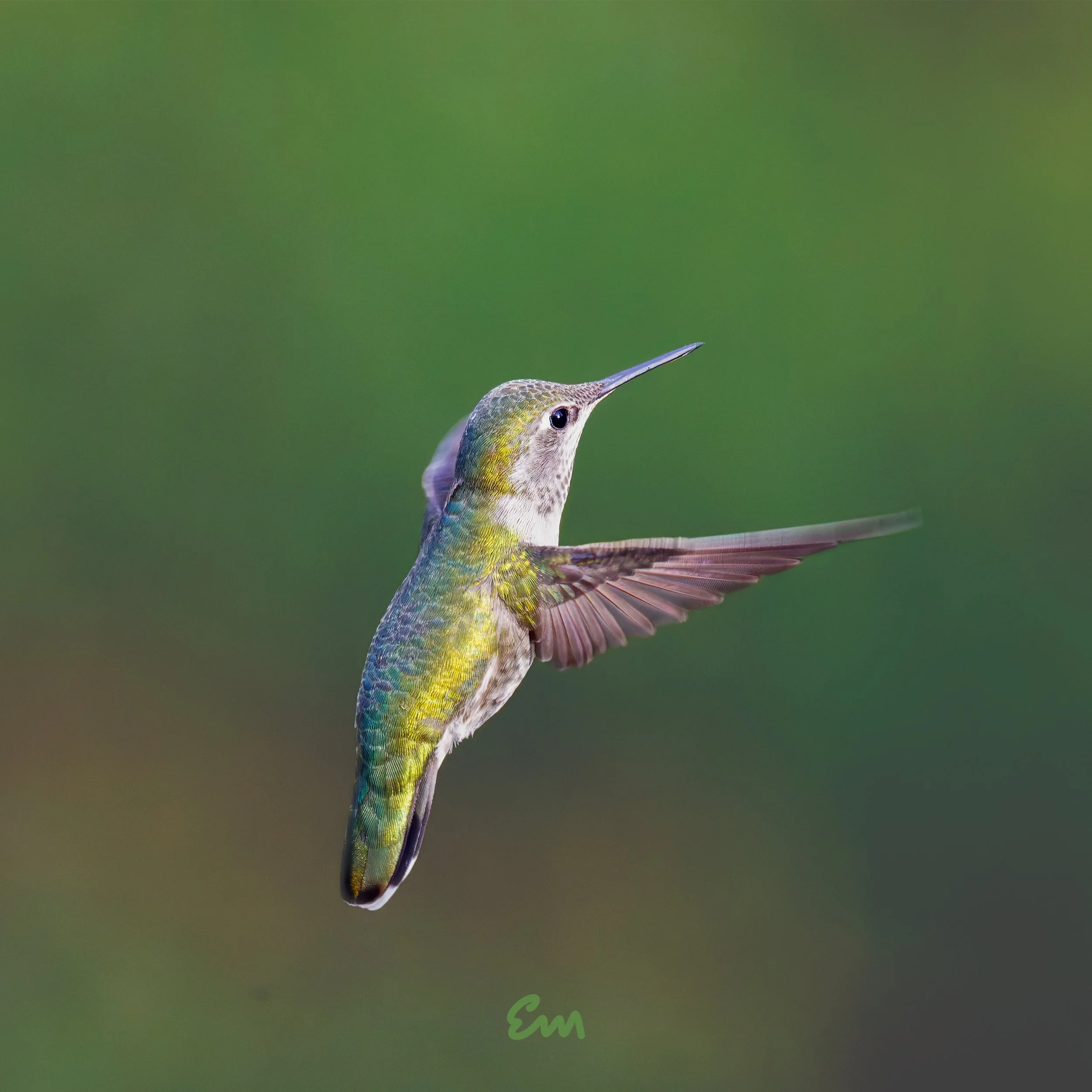 Hummingbird #26
