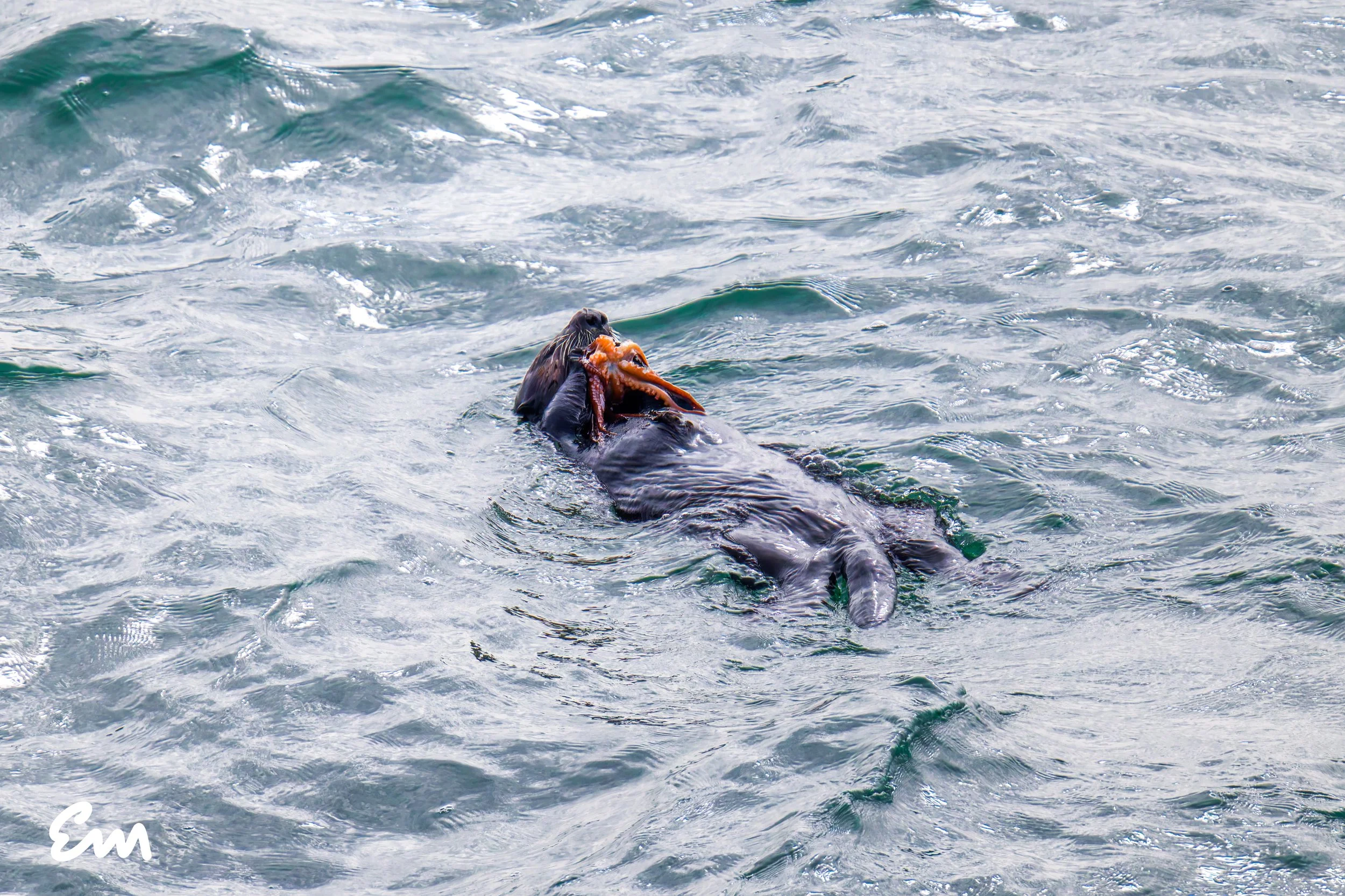 Sea Otter $438 (30x20 small file).jpeg