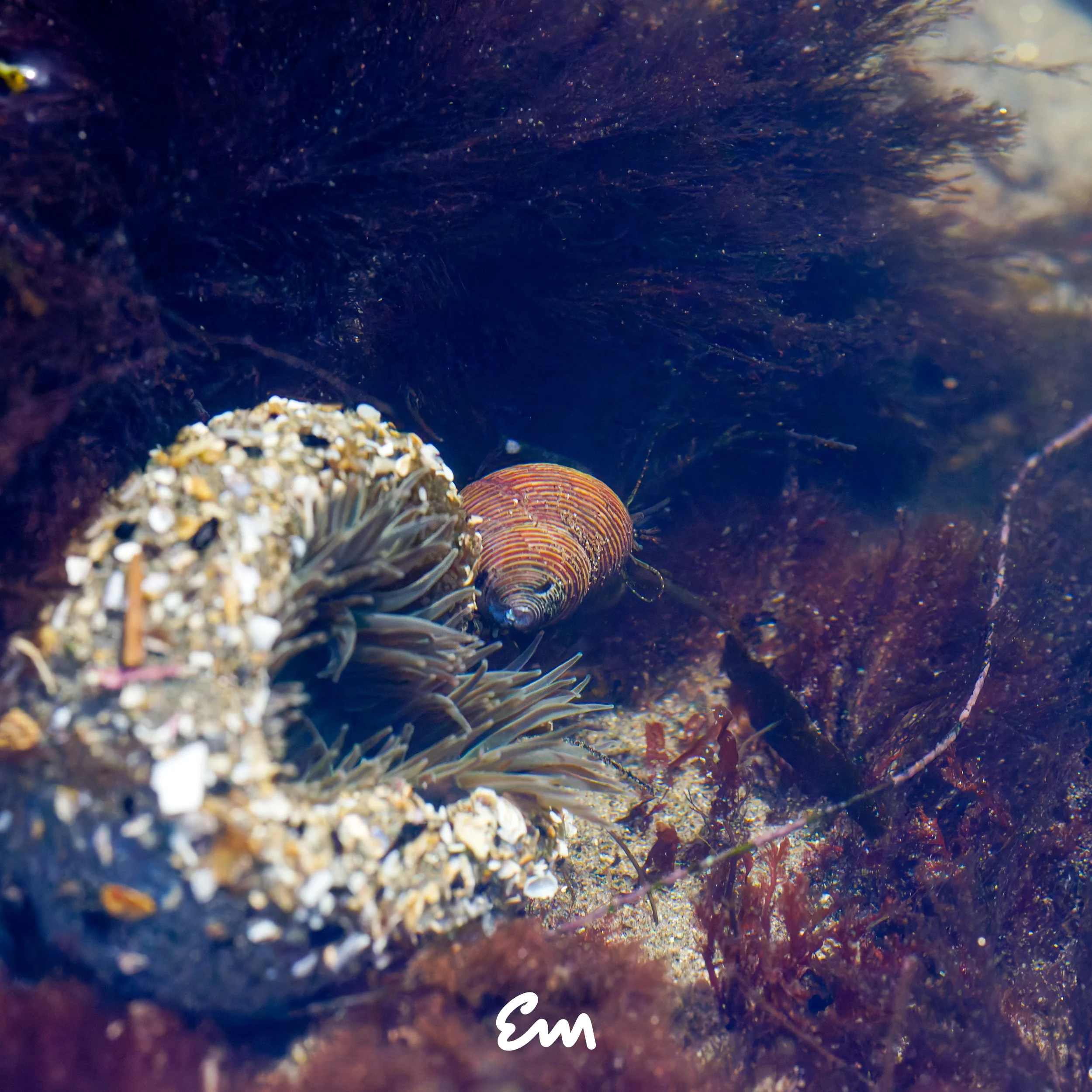 Sea Anenome #5