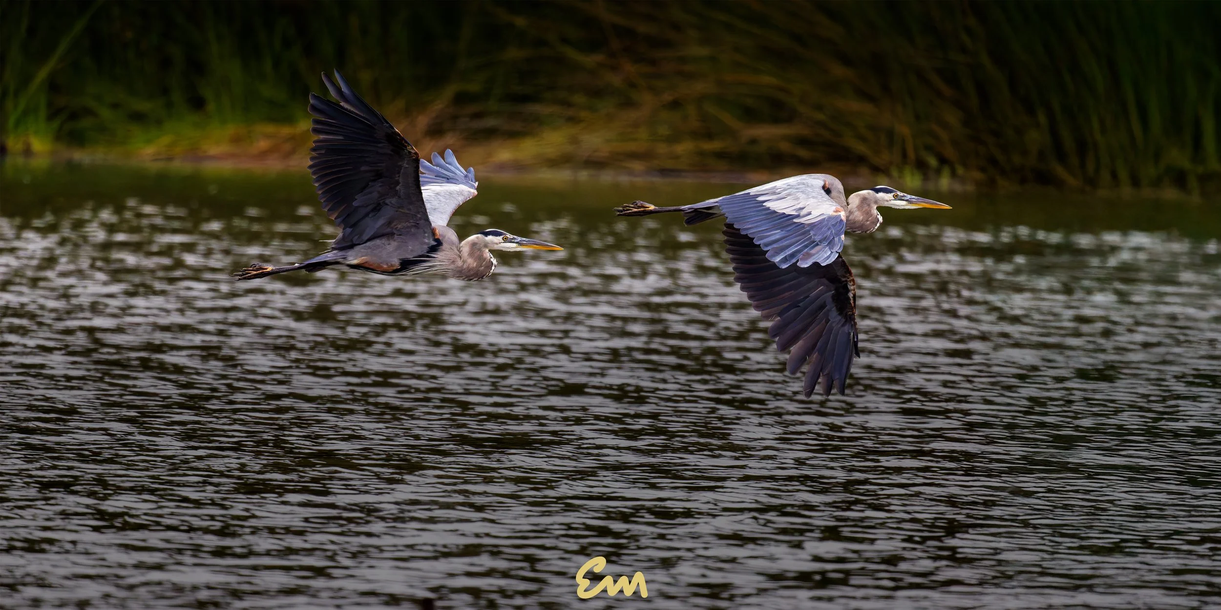 Great Blue Heron Timelapse #130