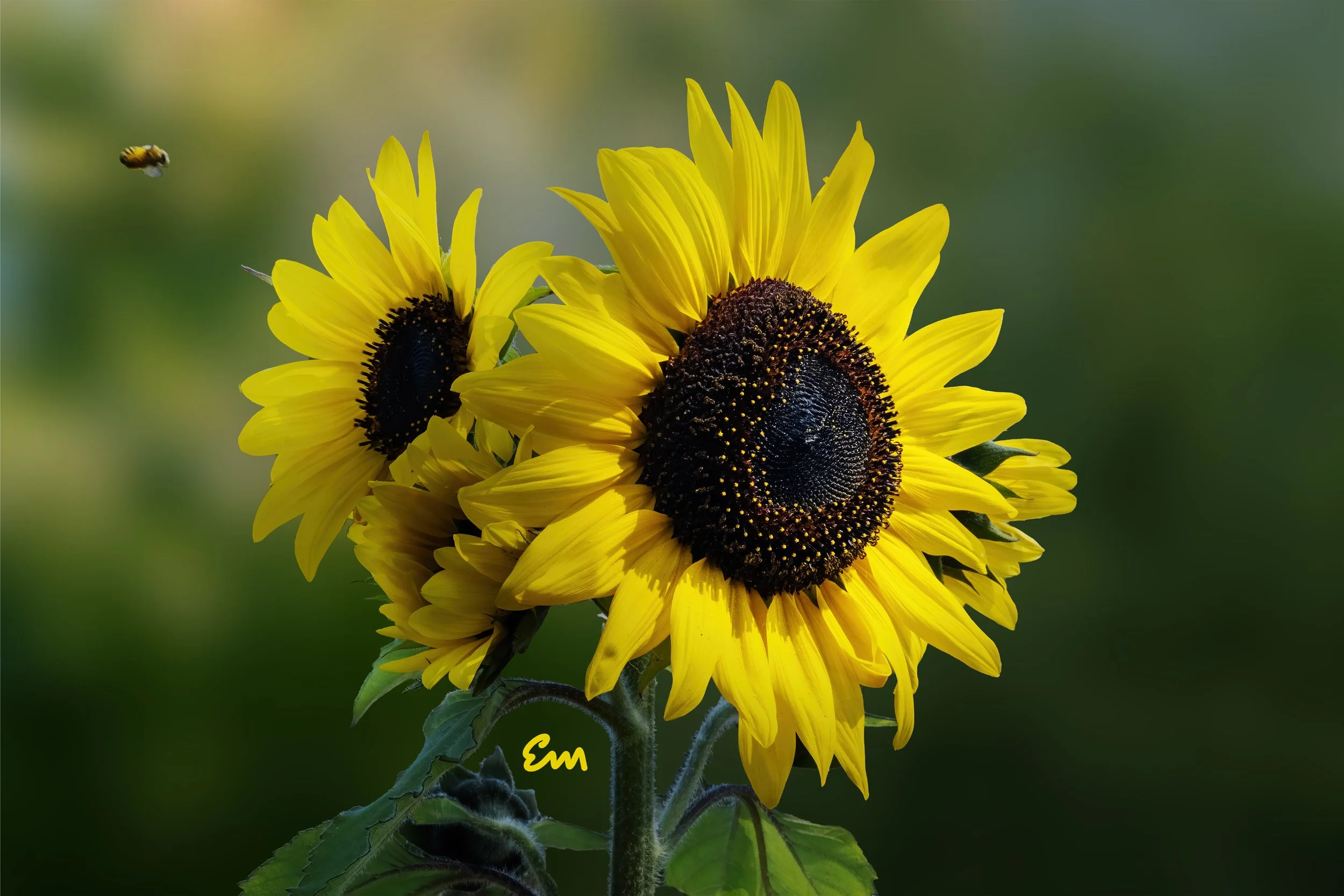 The Sunflower & The Bee