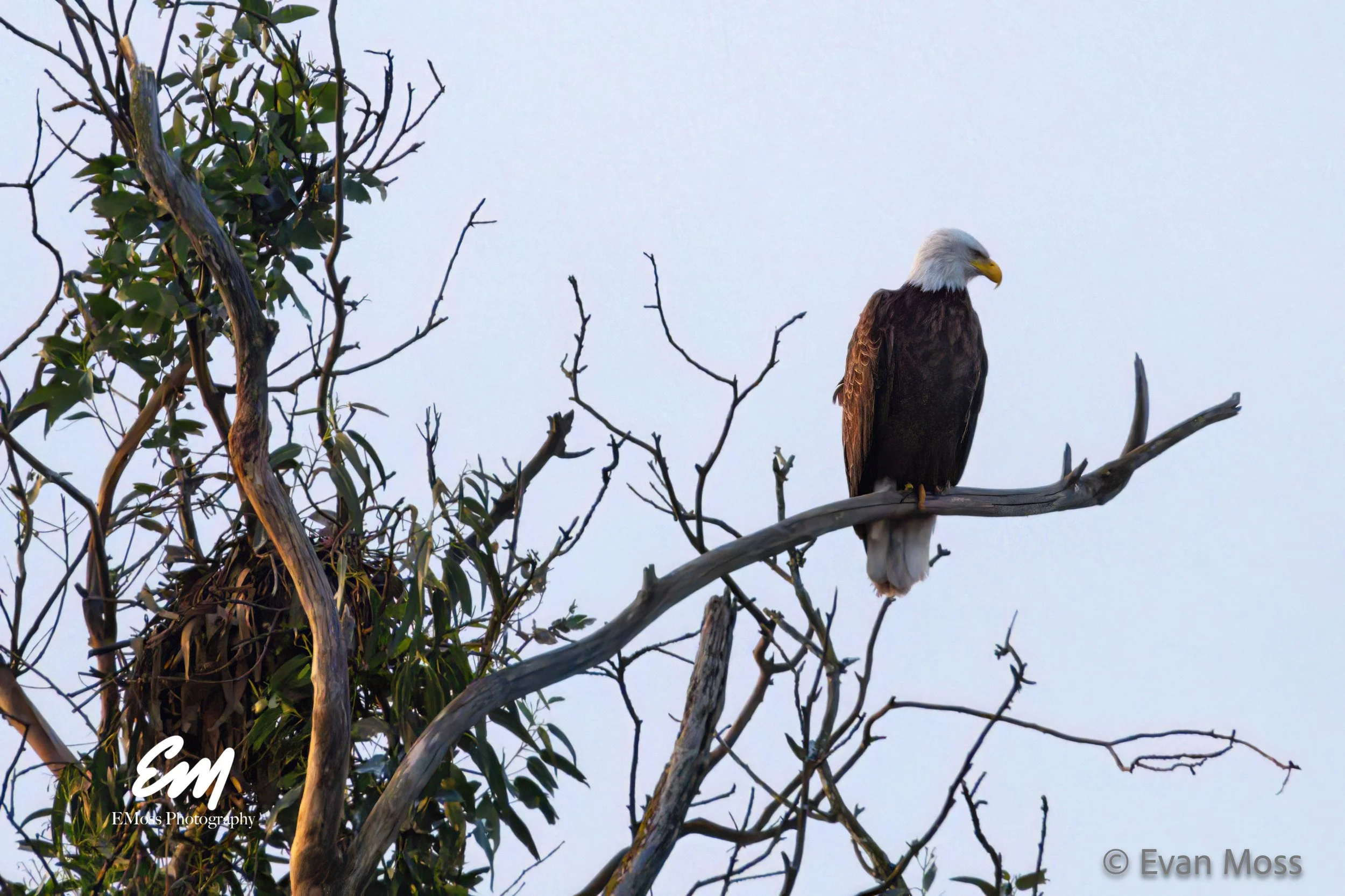 24.02.25 Eagle @ Schwan Lagoon-98-DeNoise-Sharpen-8x10.jpg