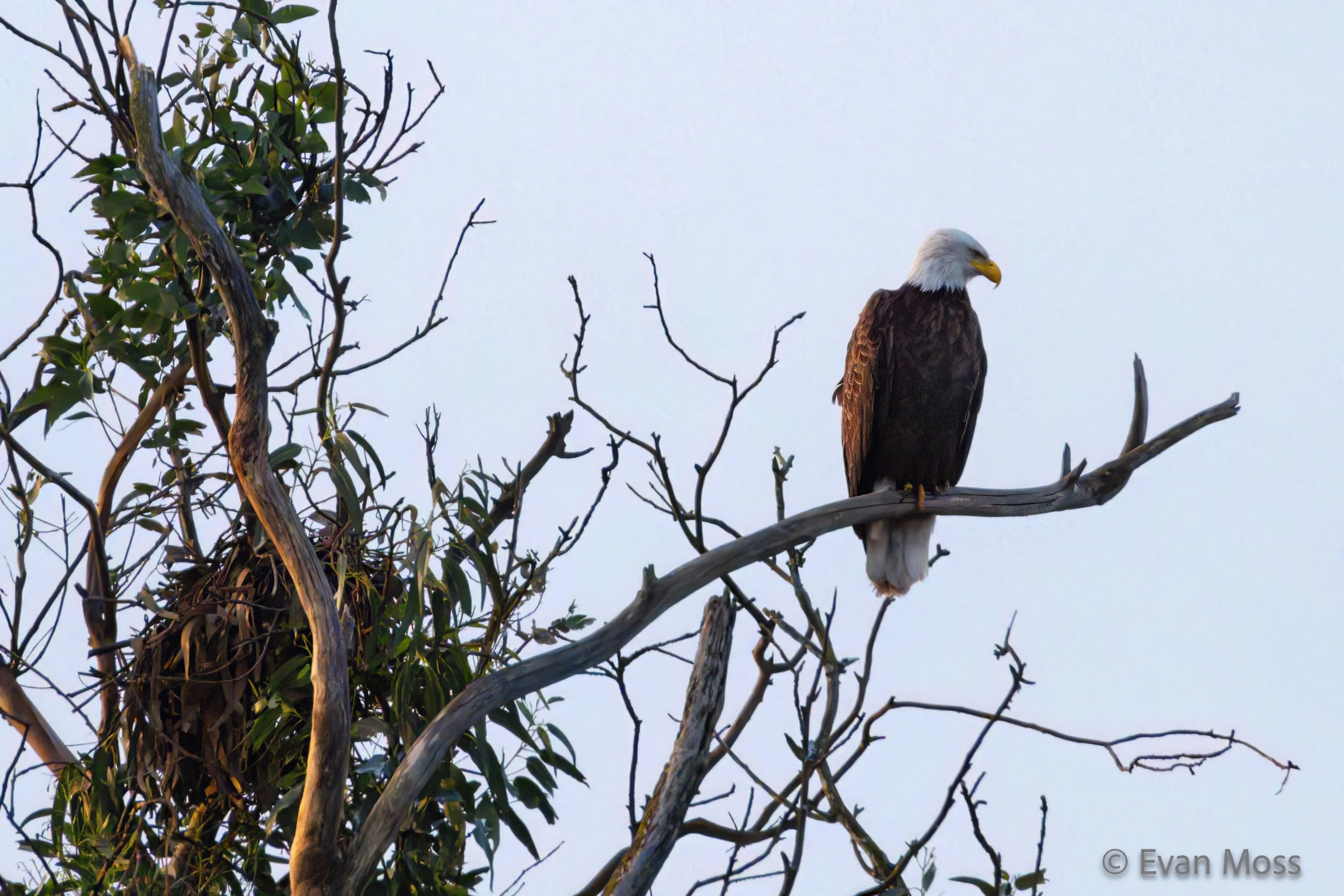 24.02.25 Eagle @ Schwan Lagoon-98-DeNoise-Sharpen-8x10.jpg
