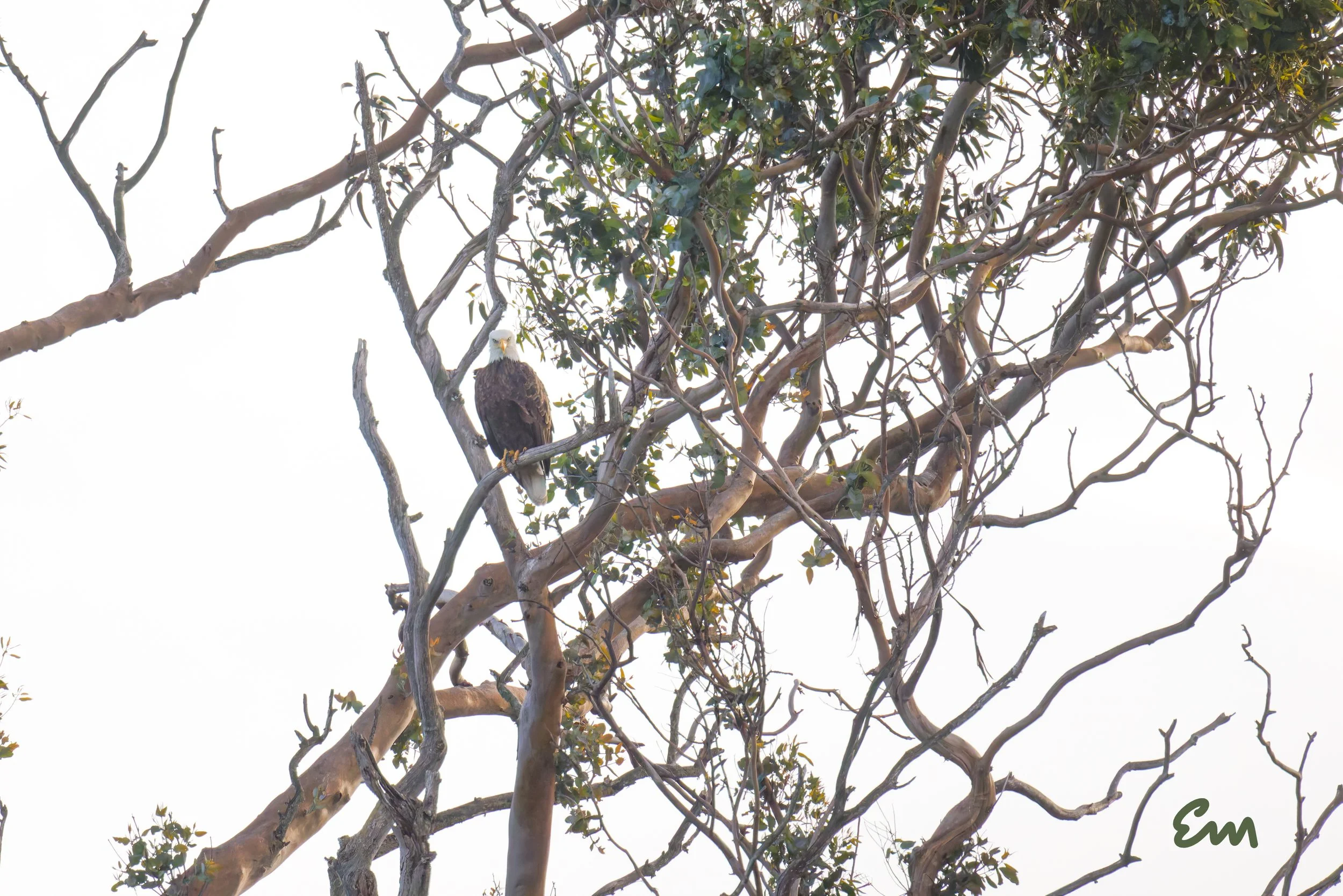 20250221-25.02.21 Bald Eagles @ Schwan Lake-5-Edit-Squarespace.jpg