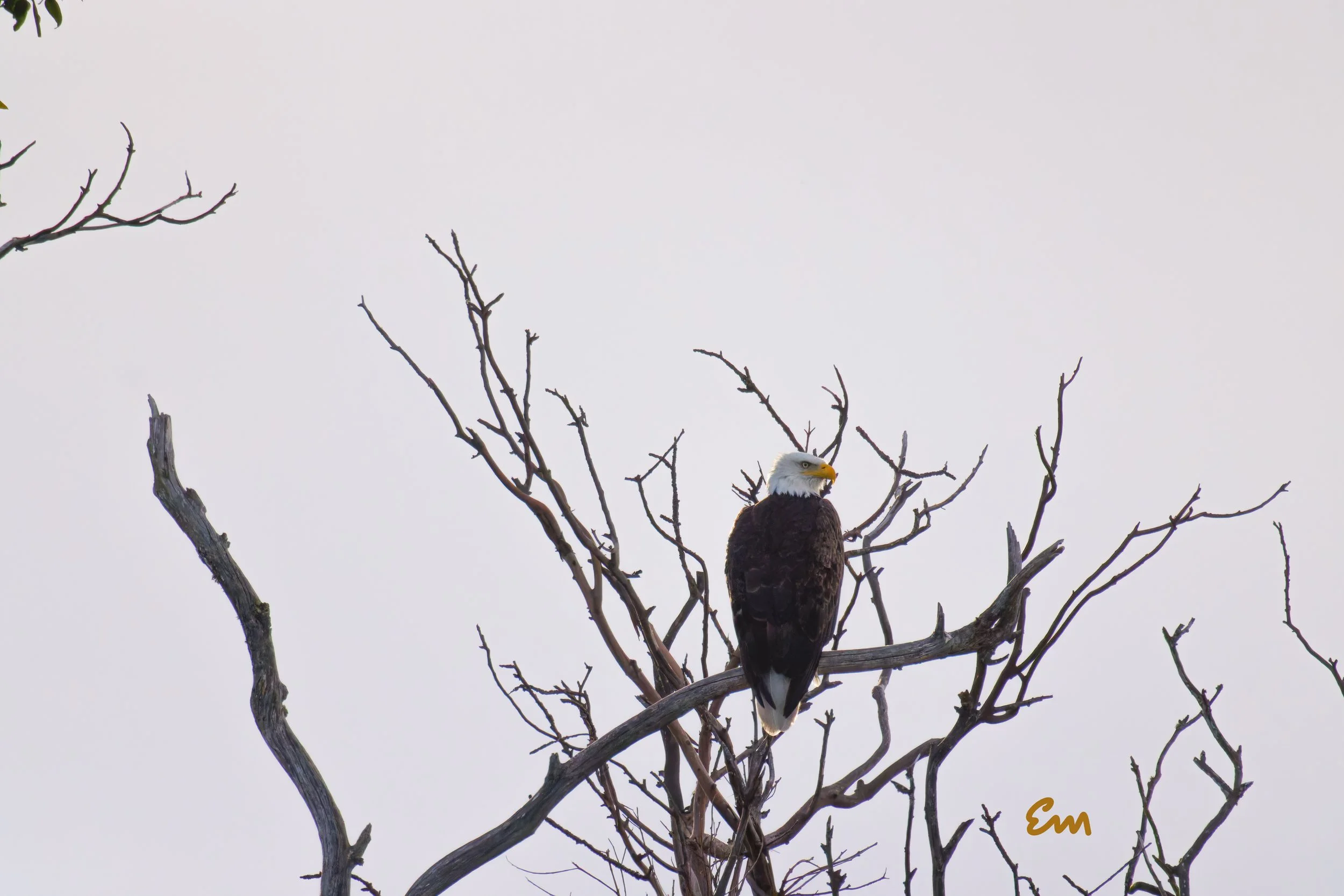 20250221-25.02.21 Bald Eagles @ Schwan Lake-55-Edit-Squarespace.jpg