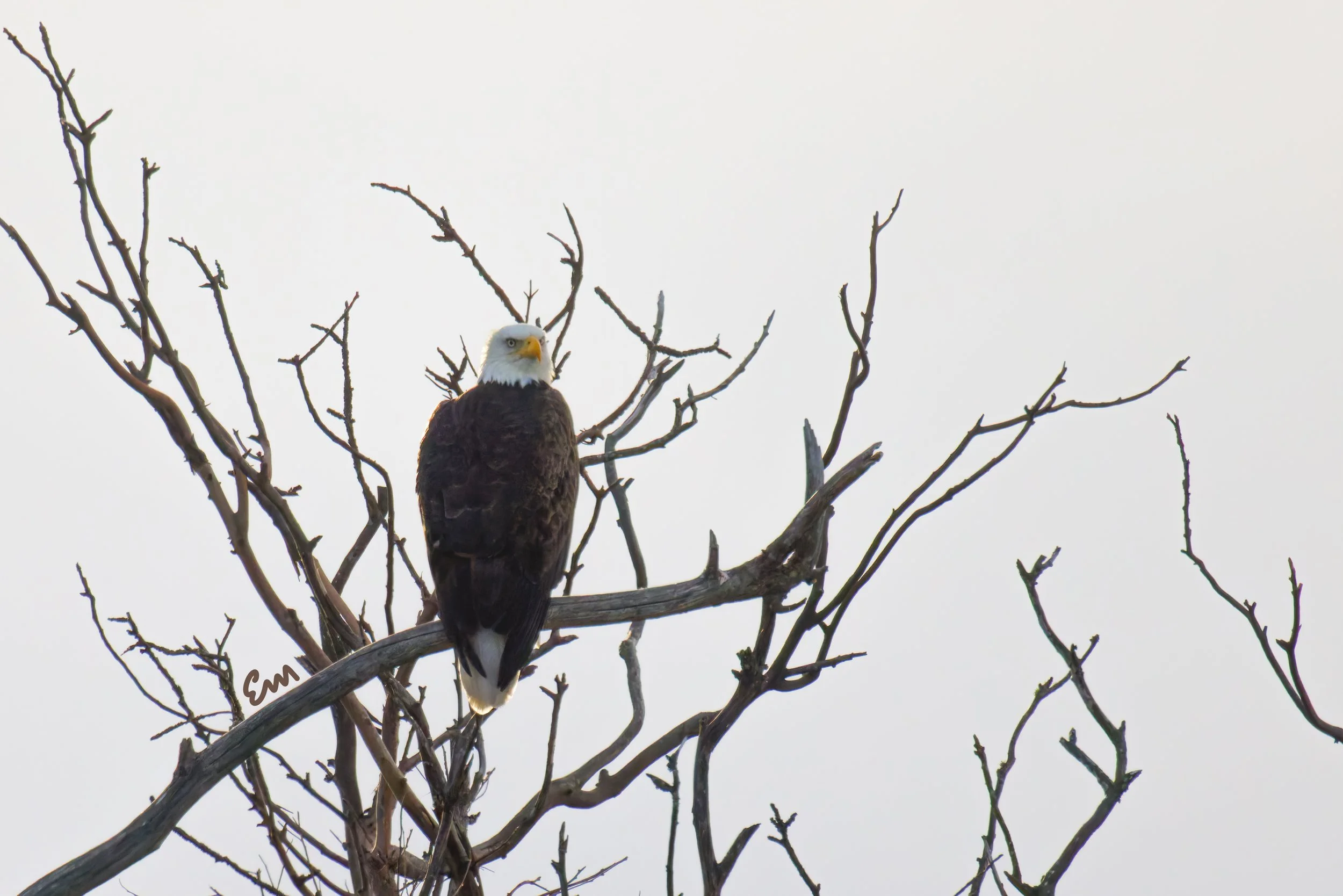 20250221-25.02.21 Bald Eagles @ Schwan Lake-66-Edit-Squarespace.jpg