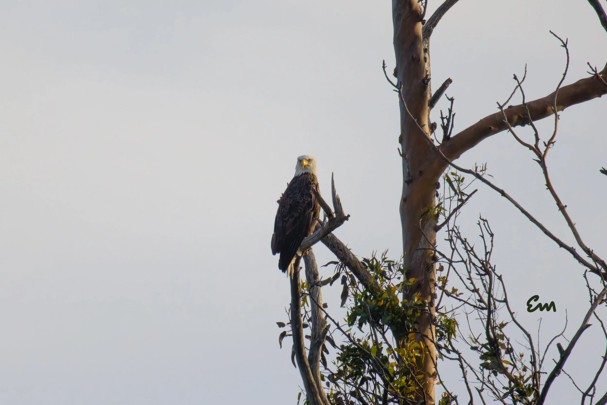 20250221-25.02.21 Bald Eagles @ Schwan Lake-92-Edit-Squarespace.jpg