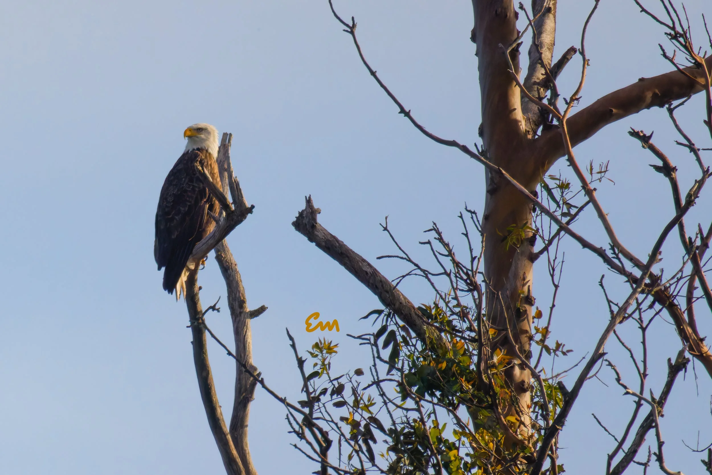 20250221-25.02.21 Bald Eagles @ Schwan Lake-109-Edit-Squarespace.jpg