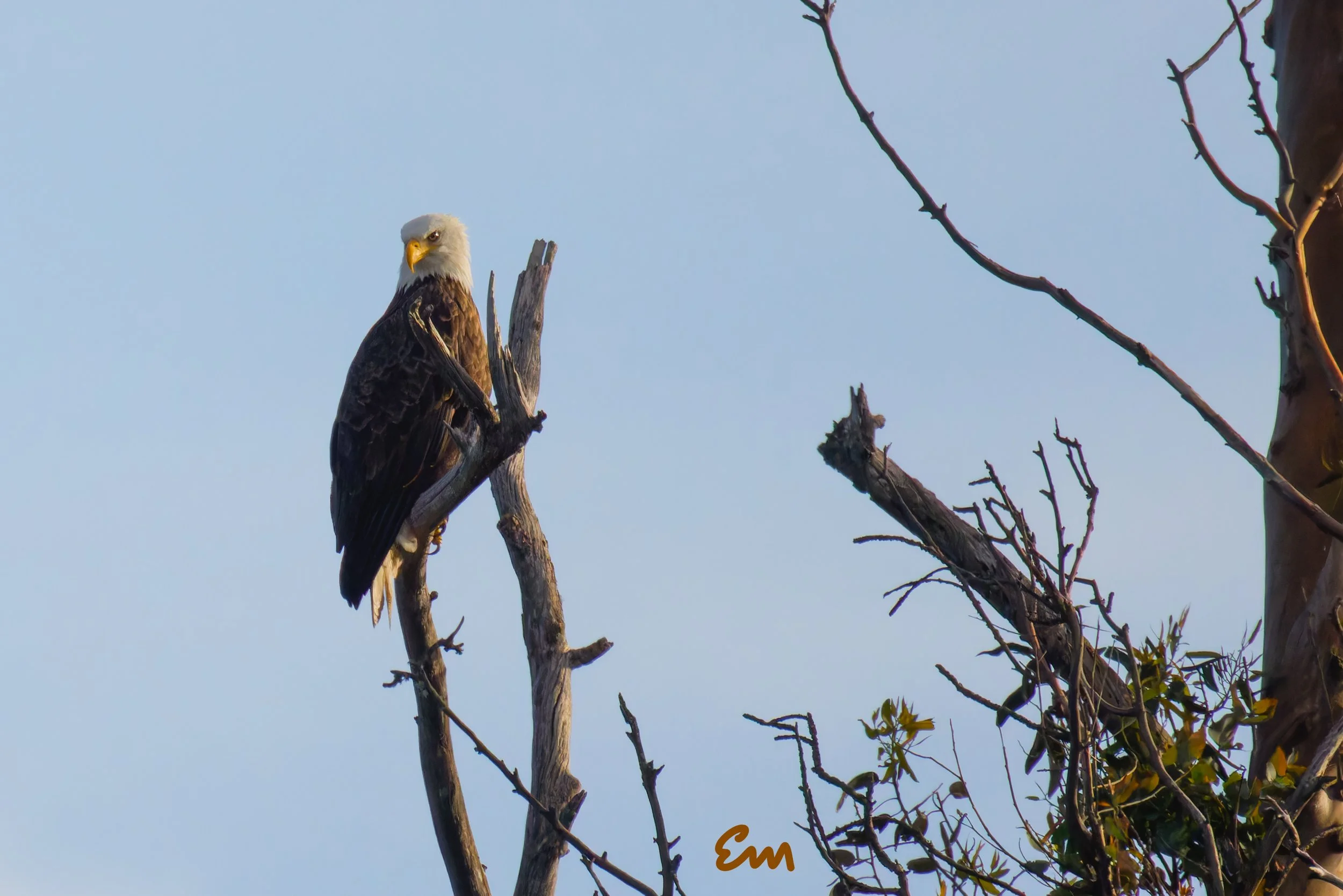 20250221-25.02.21 Bald Eagles @ Schwan Lake-121-Edit-Squarespace.jpg