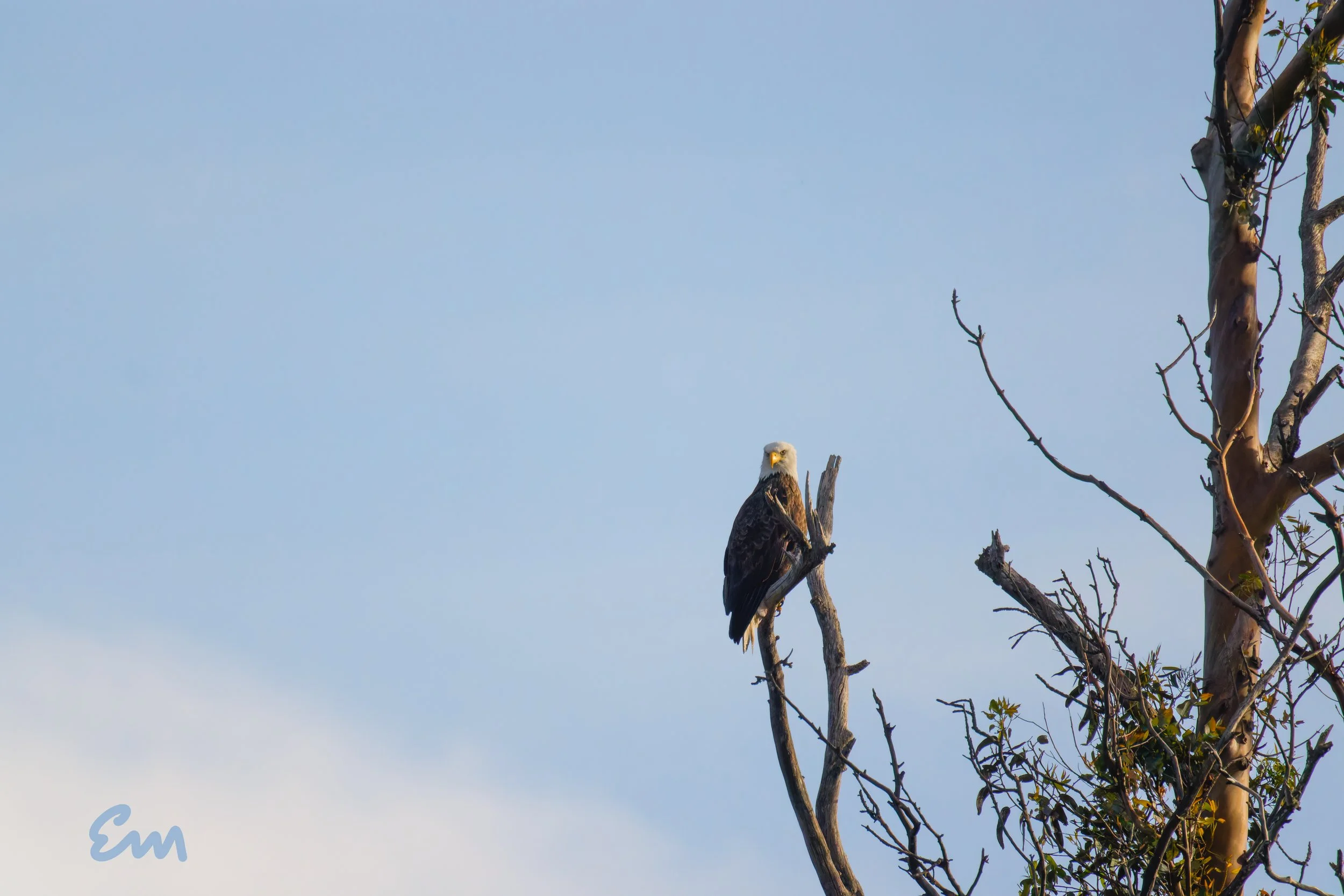 20250221-25.02.21 Bald Eagles @ Schwan Lake-118-Edit-Squarespace.jpg